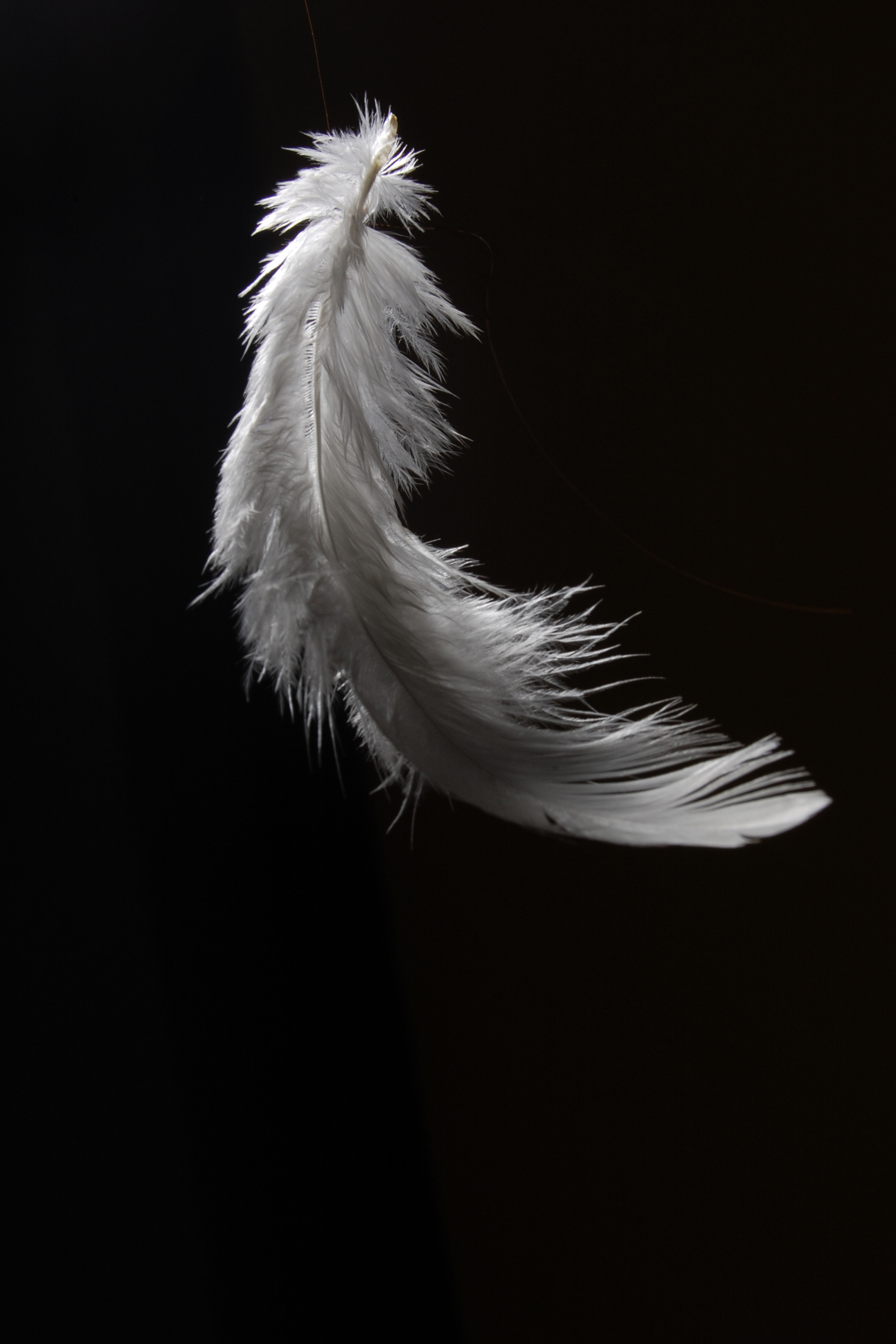Feather: Evolved from the scales of birds’ reptilian ancestors. 1800x2700 HD Background.