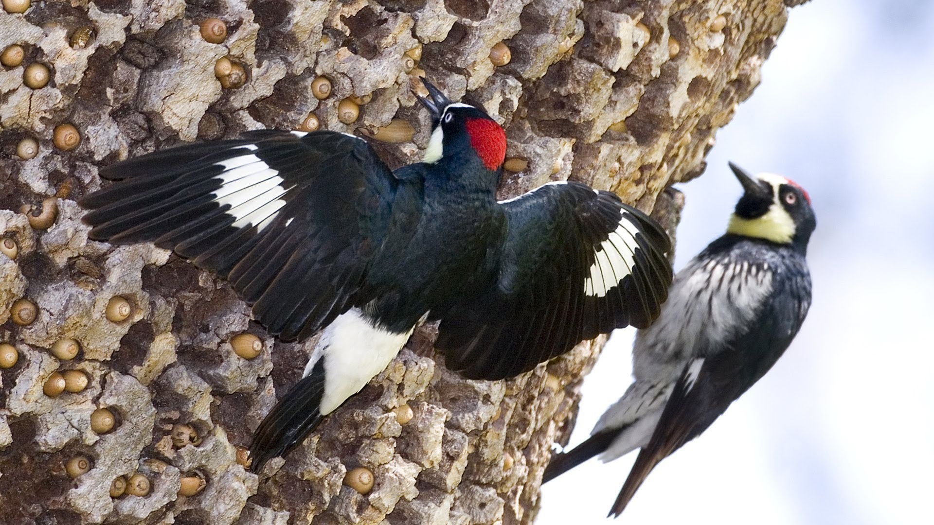 Woodpecker pictures wallpaper, Picture-perfect bird, Nature's snapshot, Visual treat, 1920x1080 Full HD Desktop
