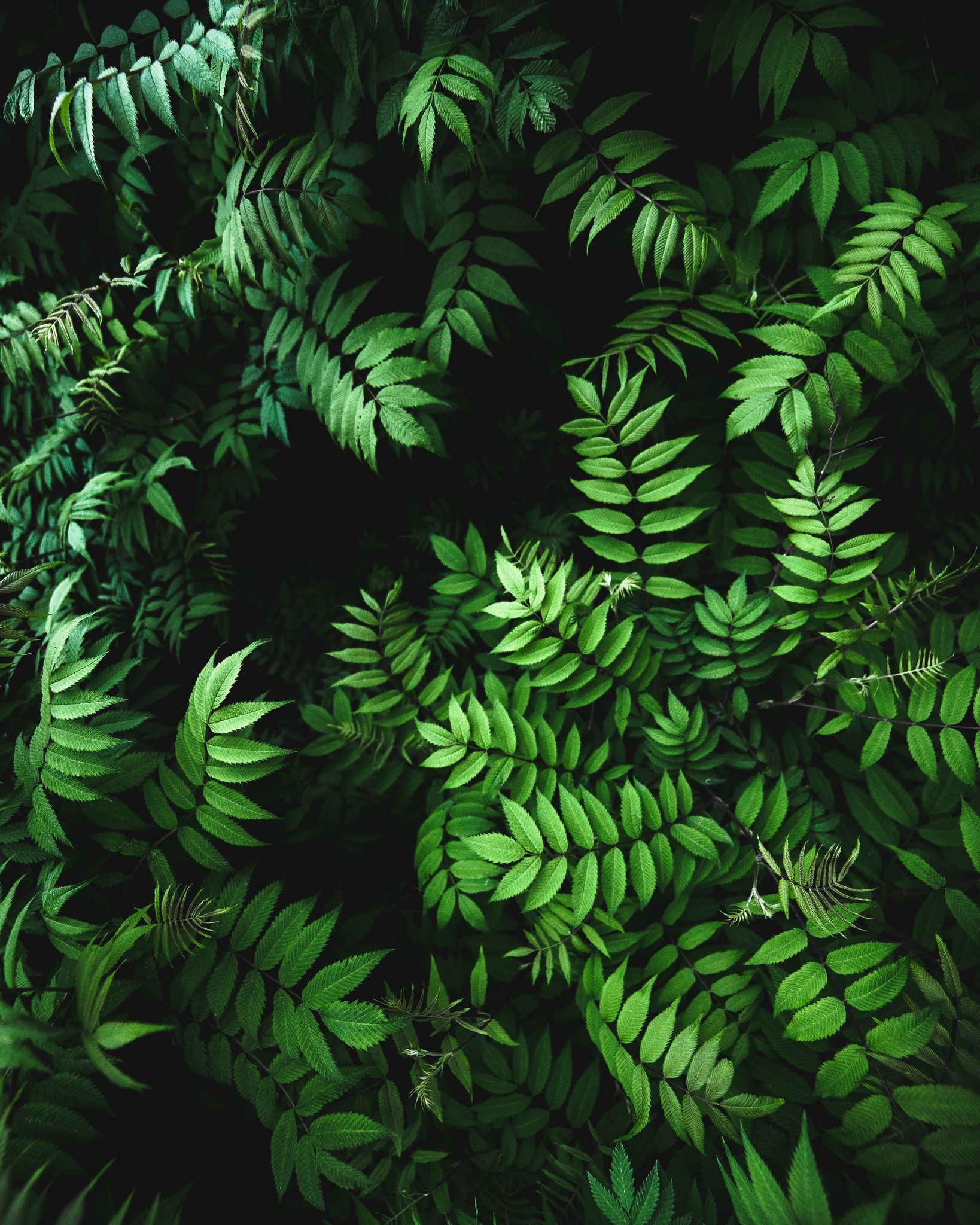 Green Leaf: Evergreen jungle forest, A group of compound fern leaves, Vascular plants. 1640x2050 HD Wallpaper.