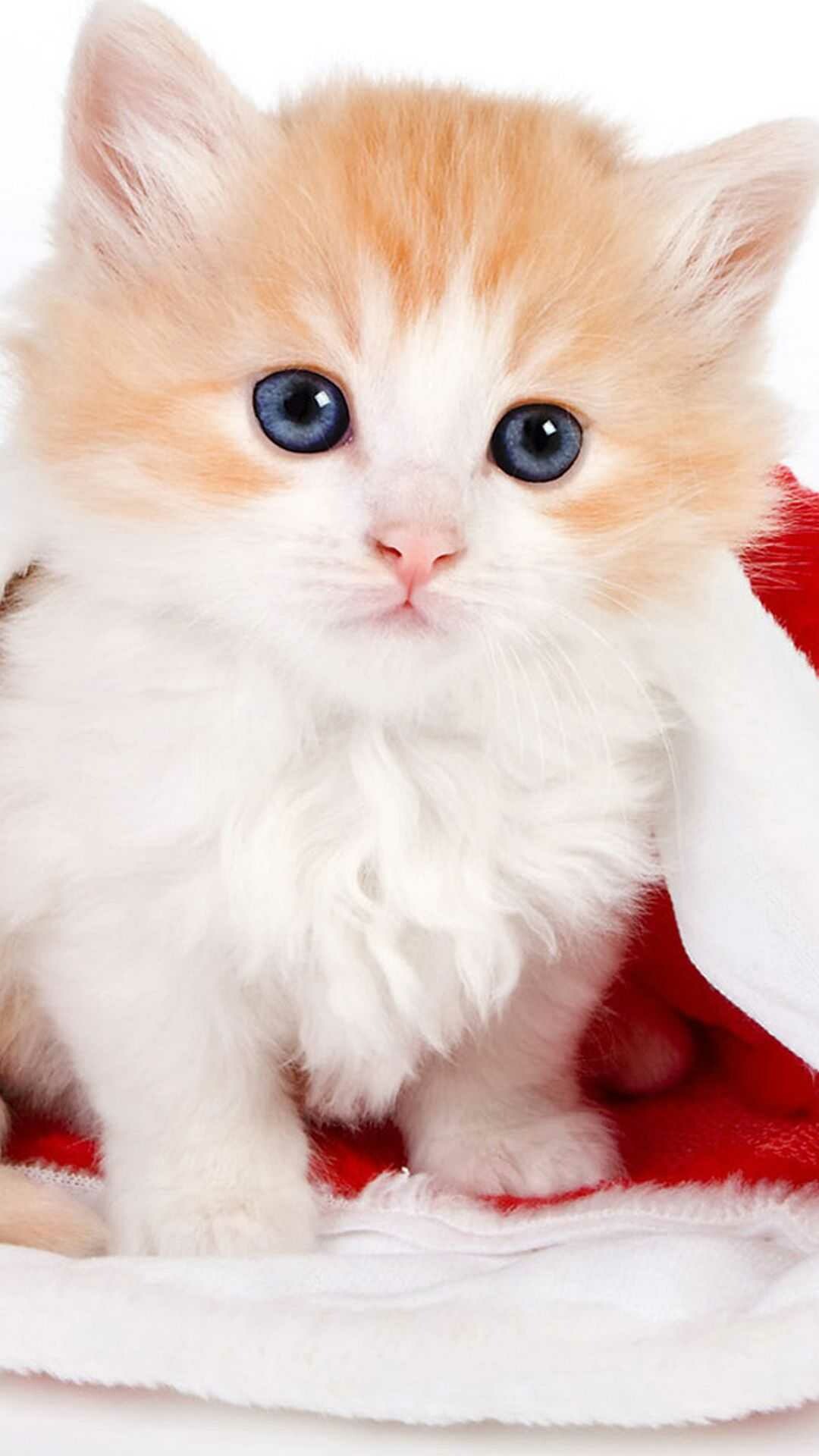 Kitten: Cats, Commonly kept as house pets. 1080x1920 Full HD Wallpaper.