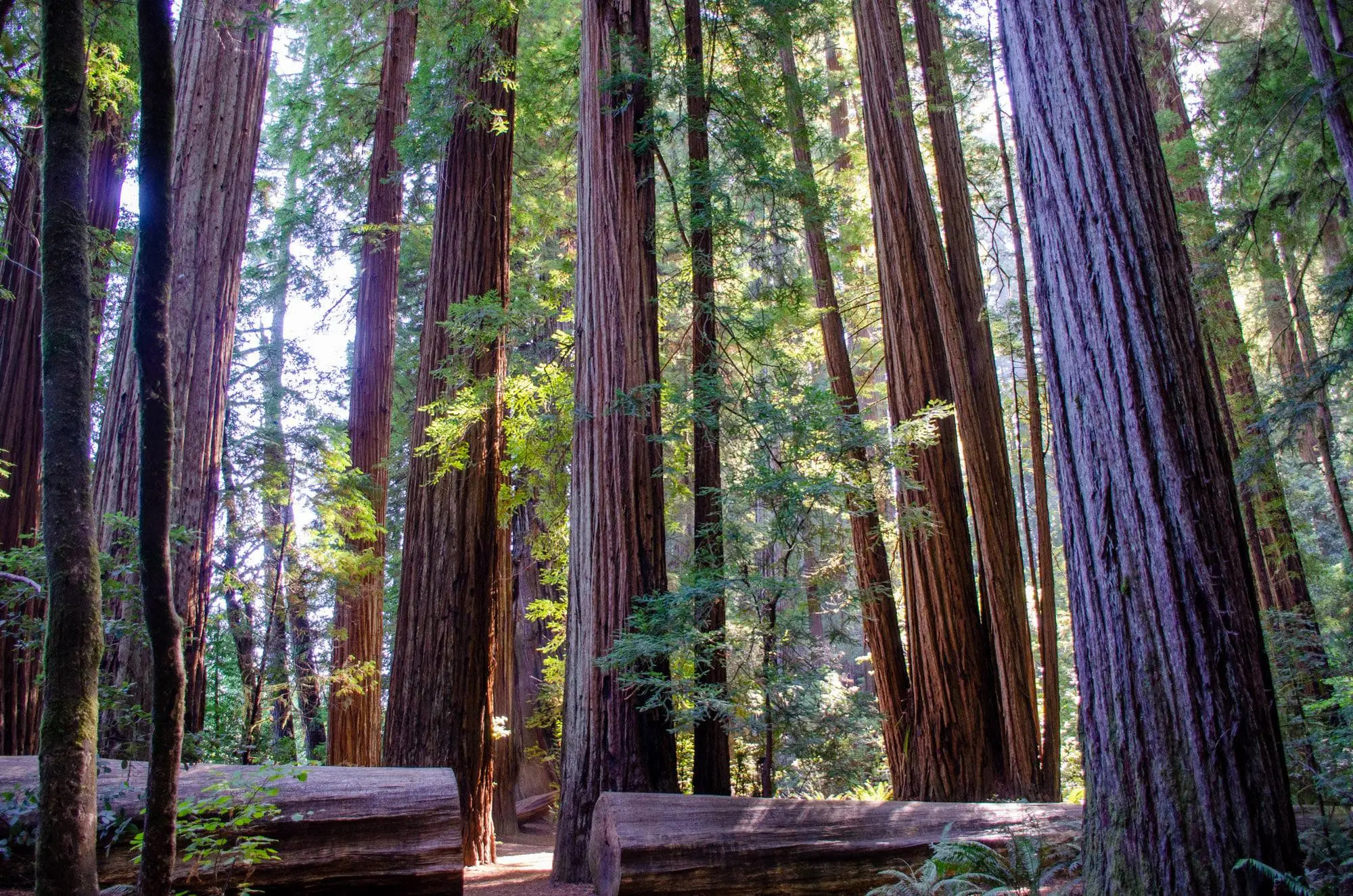 Redwood National Park, Attractions and recommendations, Travel guide, Adventures in nature, 2000x1330 HD Desktop