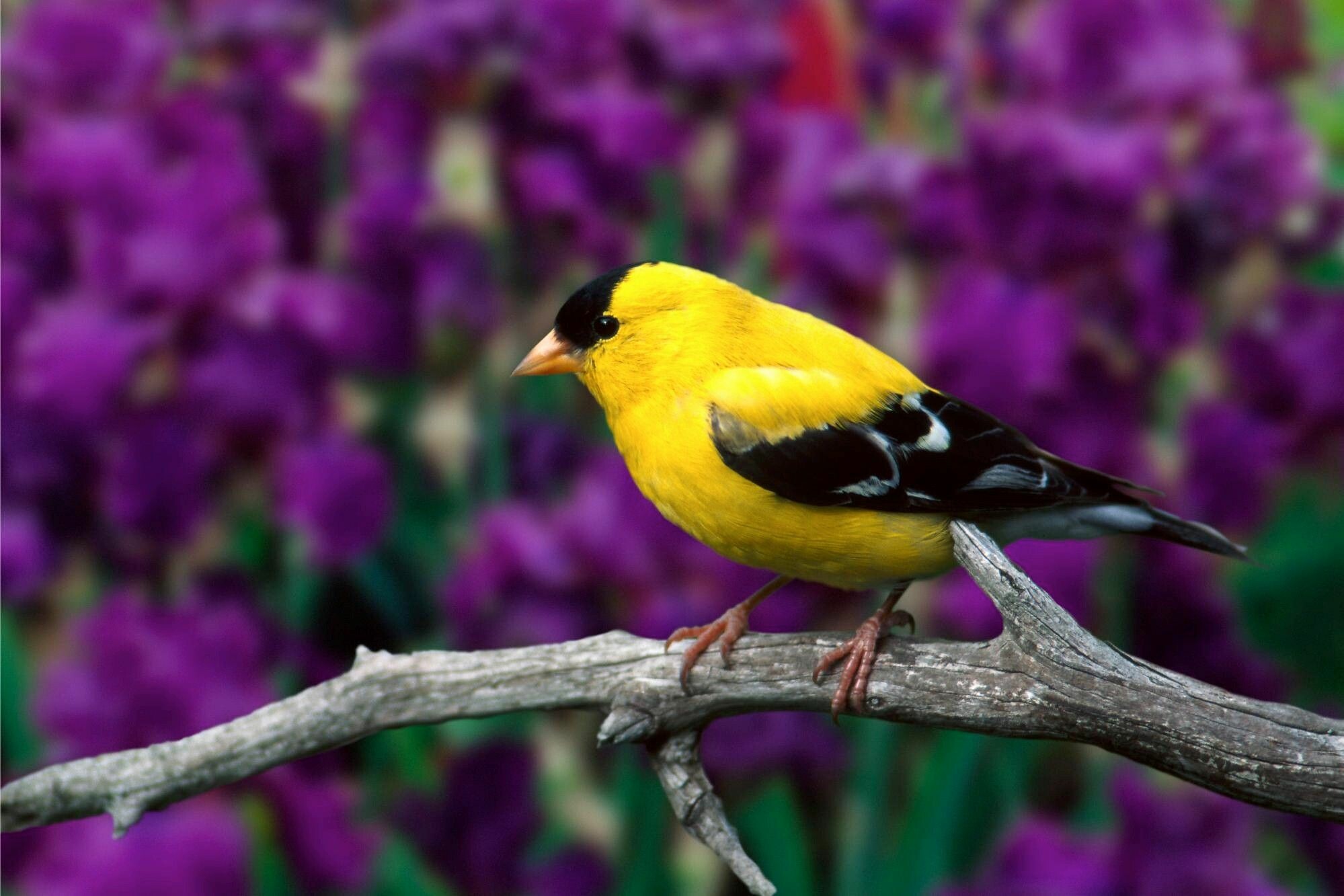 Bird: Pipedal, warm-blooded, oviparous vertebrate, American Goldfinch. 2000x1340 HD Wallpaper.
