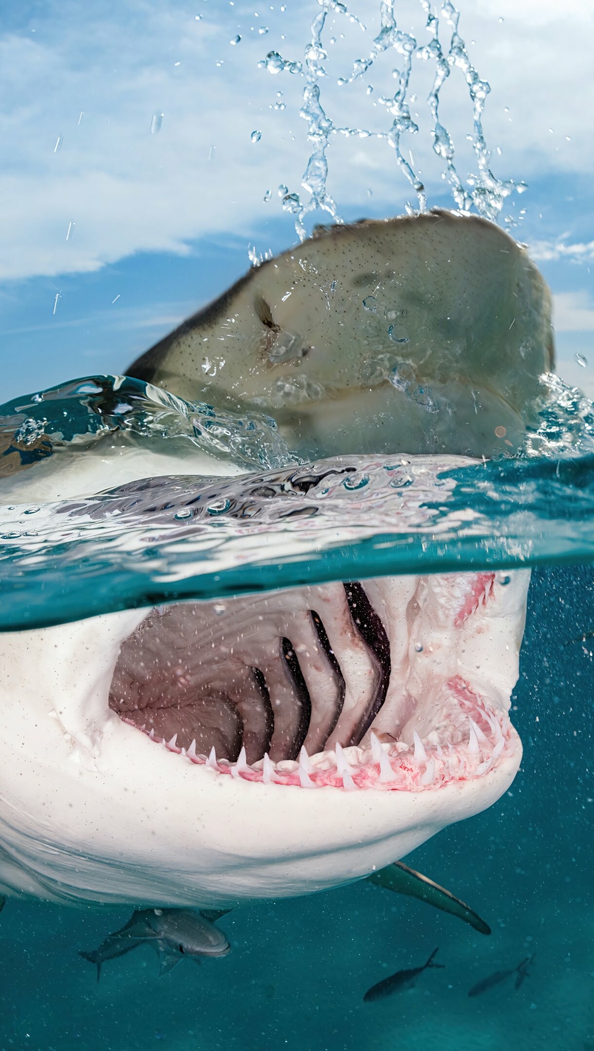 Shark: Some species need to swim constantly to breathe, Predator. 1220x2160 HD Wallpaper.