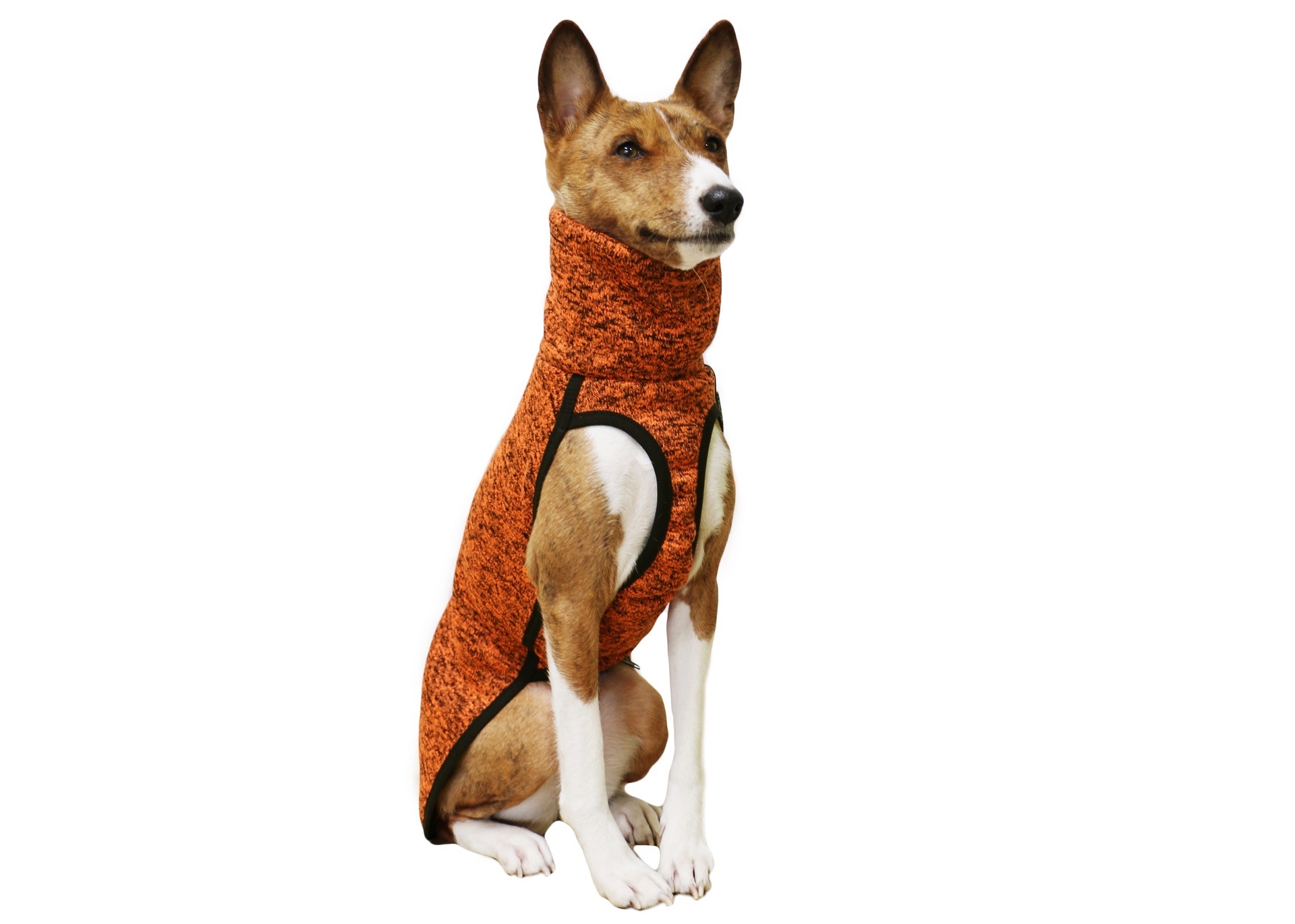 Basenji Dog, Like a fox, Stylish clothes, Unique and trendy, 1920x1380 HD Desktop