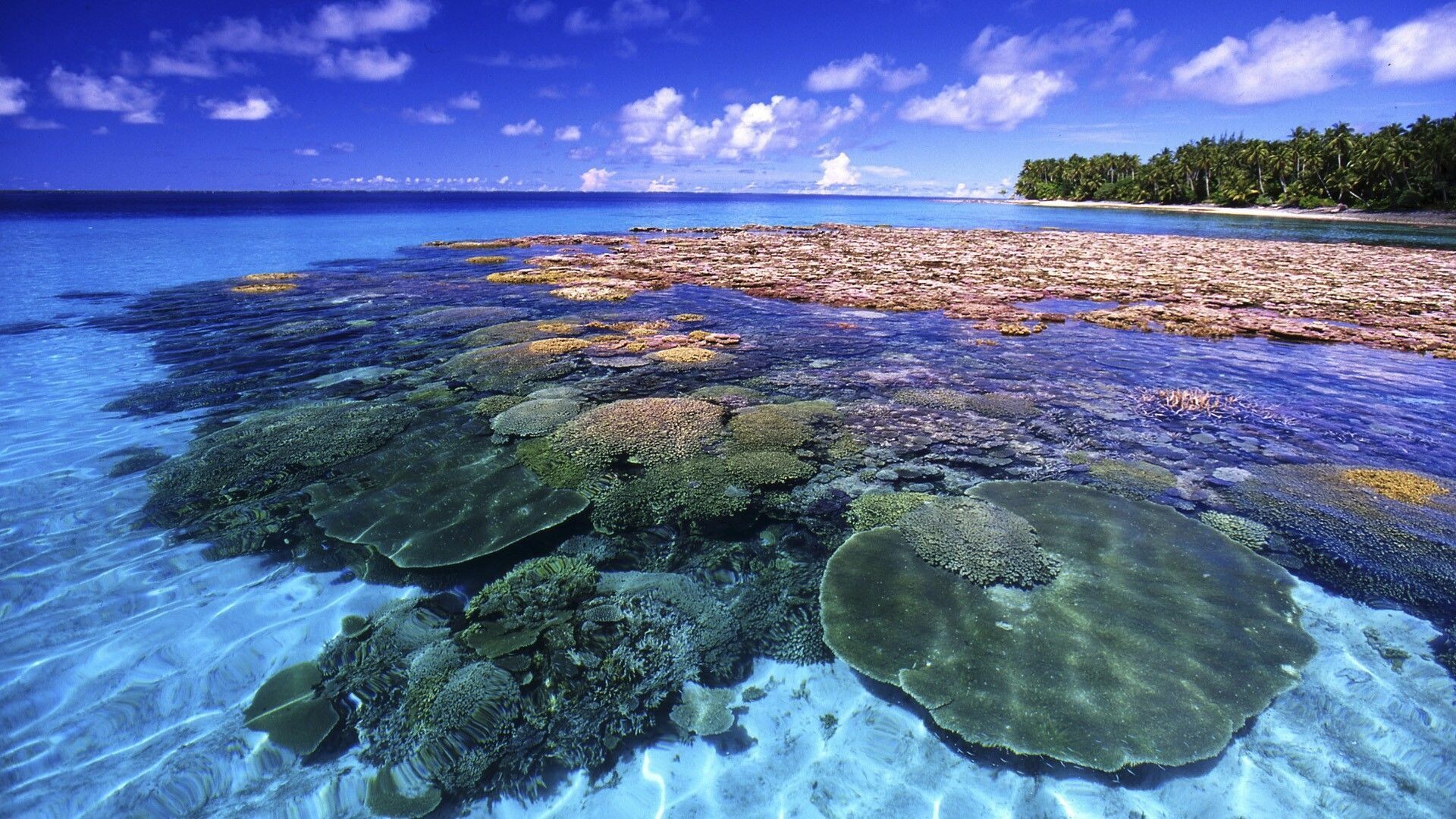 Coral Reef: Reefs can attenuate waves as well as or better than artificial structures designed for coastal defence such as breakwaters. 1920x1080 Full HD Background.