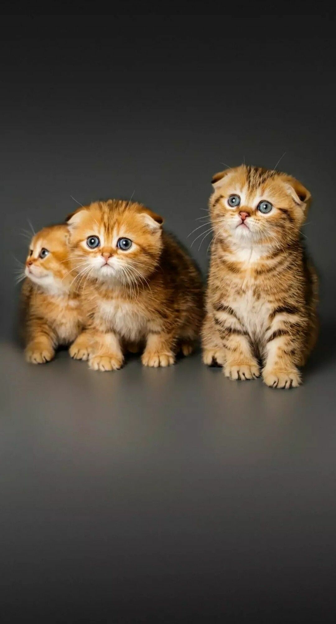 Scottish Fold: The ears of the kittens that carry the gene begin folding somewhere around 21 days of age, starting with the outer edge of the ear near the base. 1080x2010 HD Background.