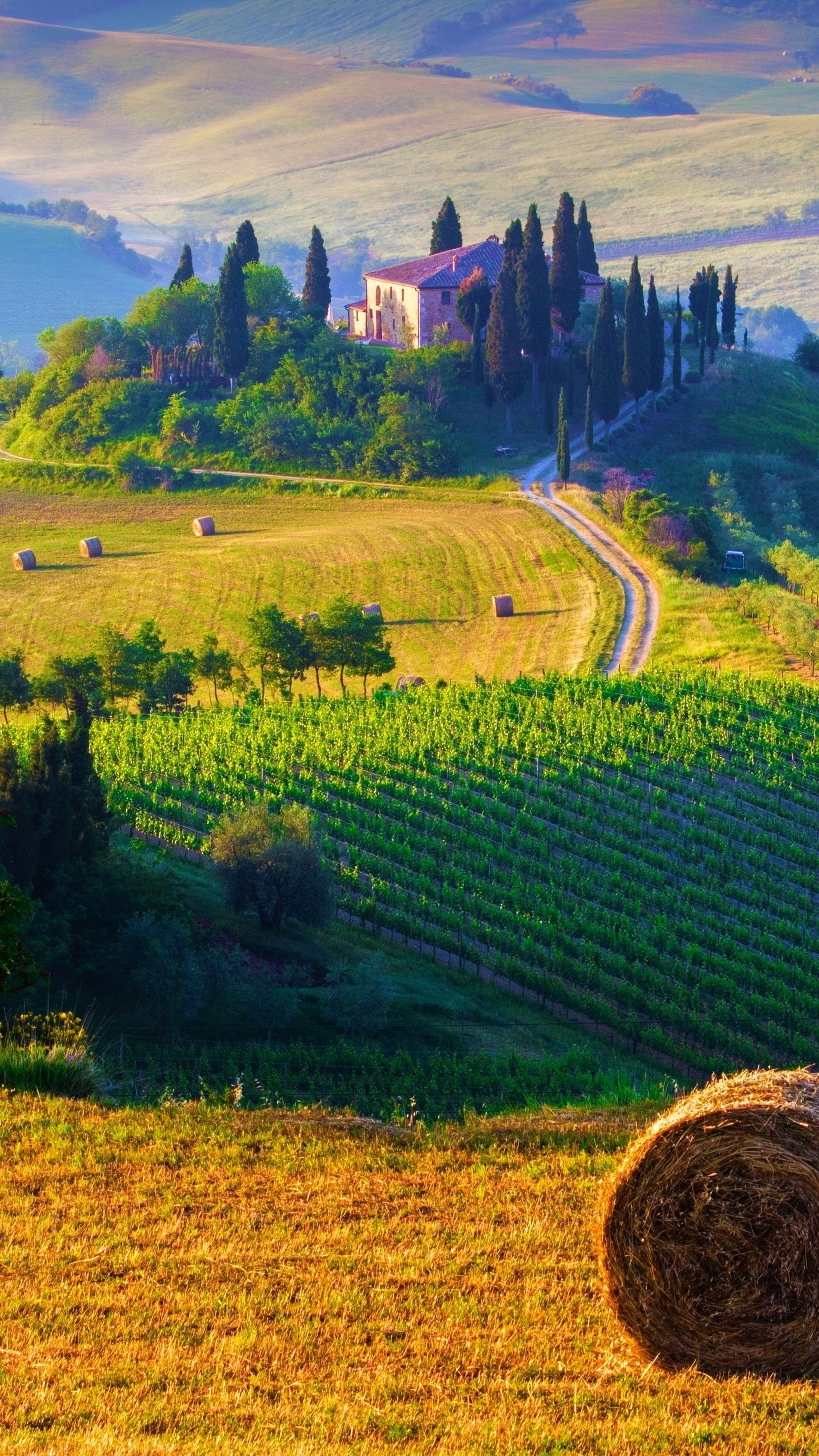 Tuscany vineyards, Wide wallpapers, Italian charm, Captivating views, 1780x3150 HD Phone