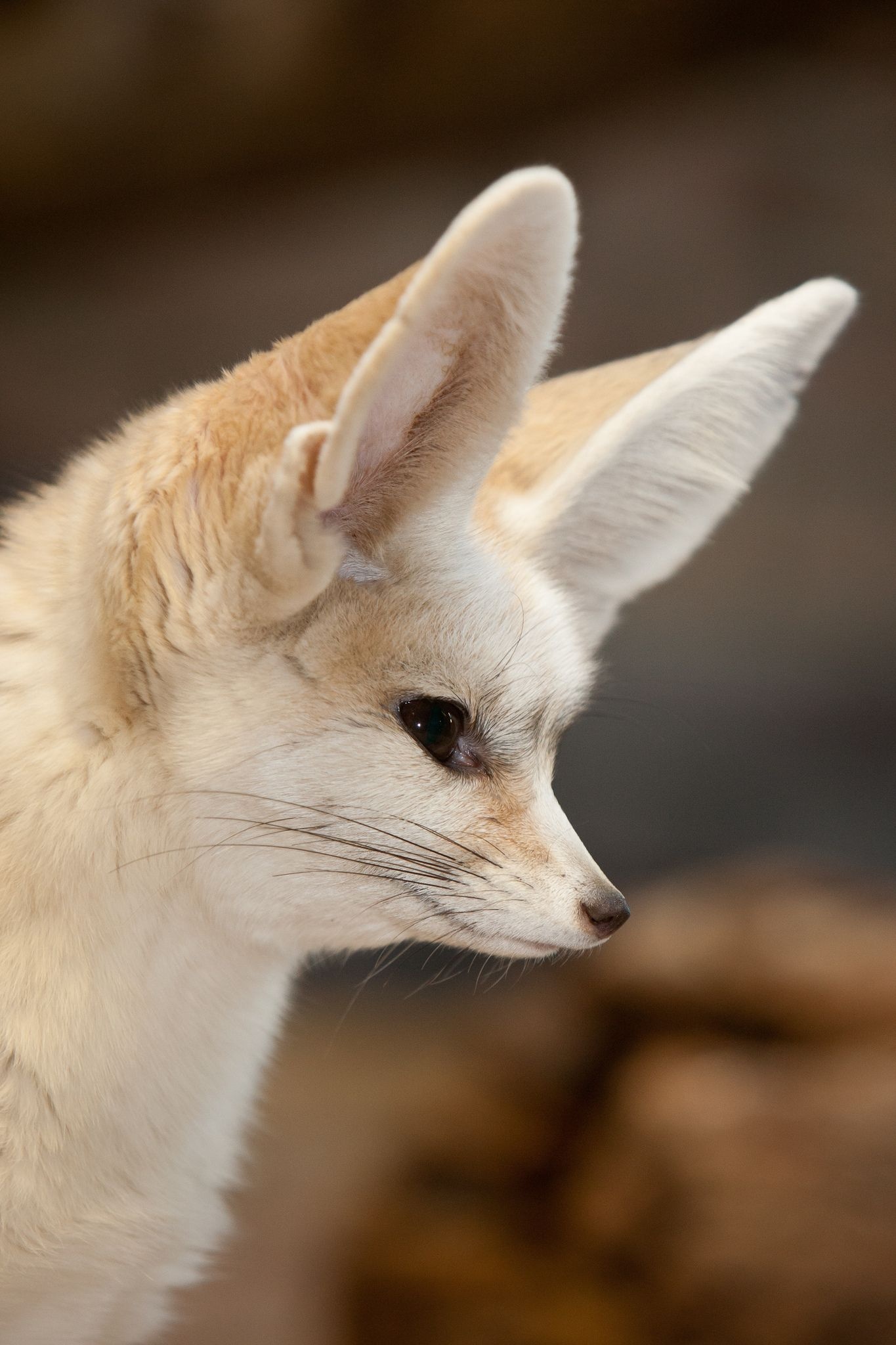 Fennec Fox, Adorable pet fox, Funny and cute, Baby animal, 1370x2050 HD Phone