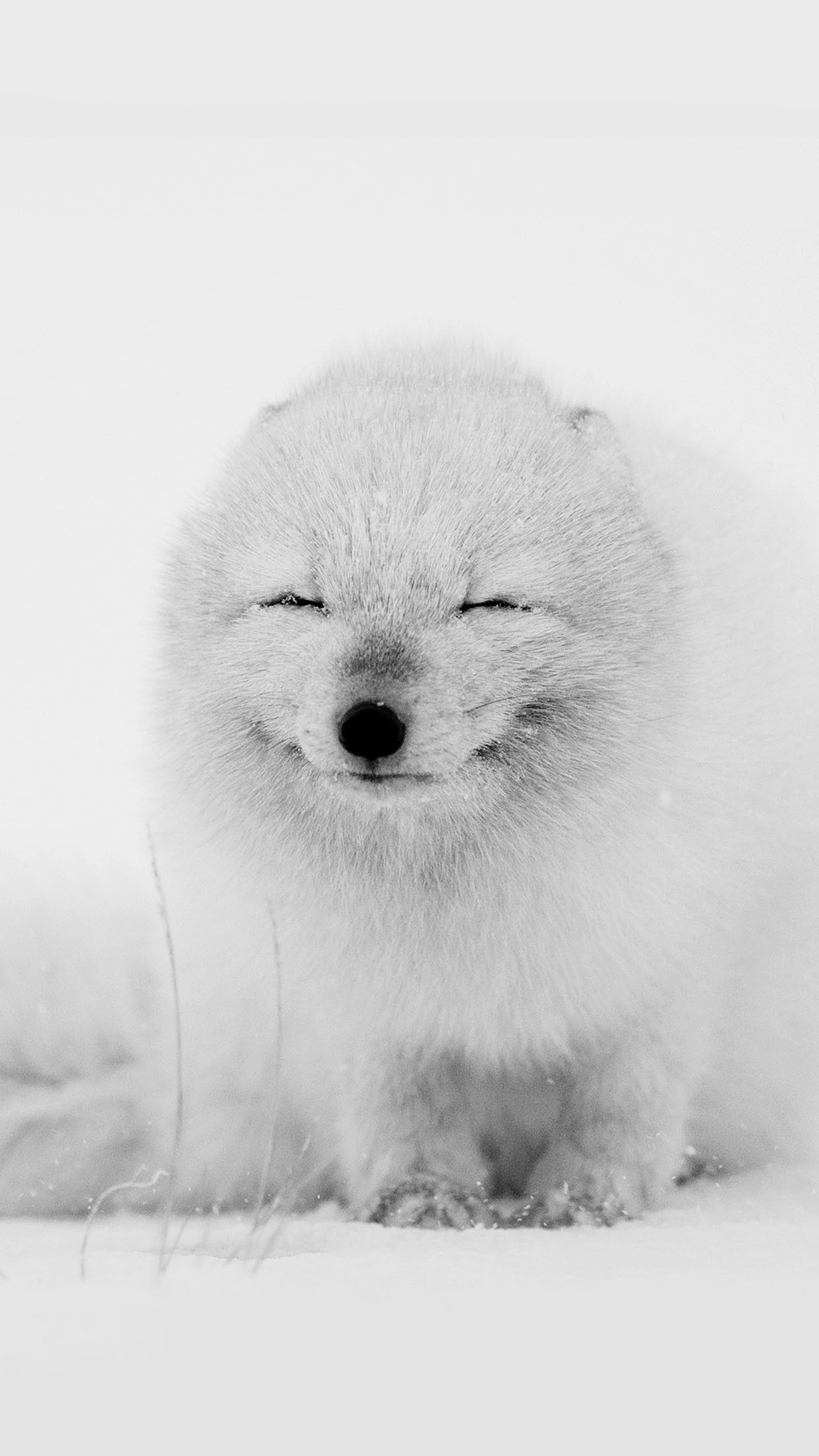 Arctic fox in winter, Cute fox wallpaper, Snowy wonderland, Cold climate, 1250x2210 HD Phone