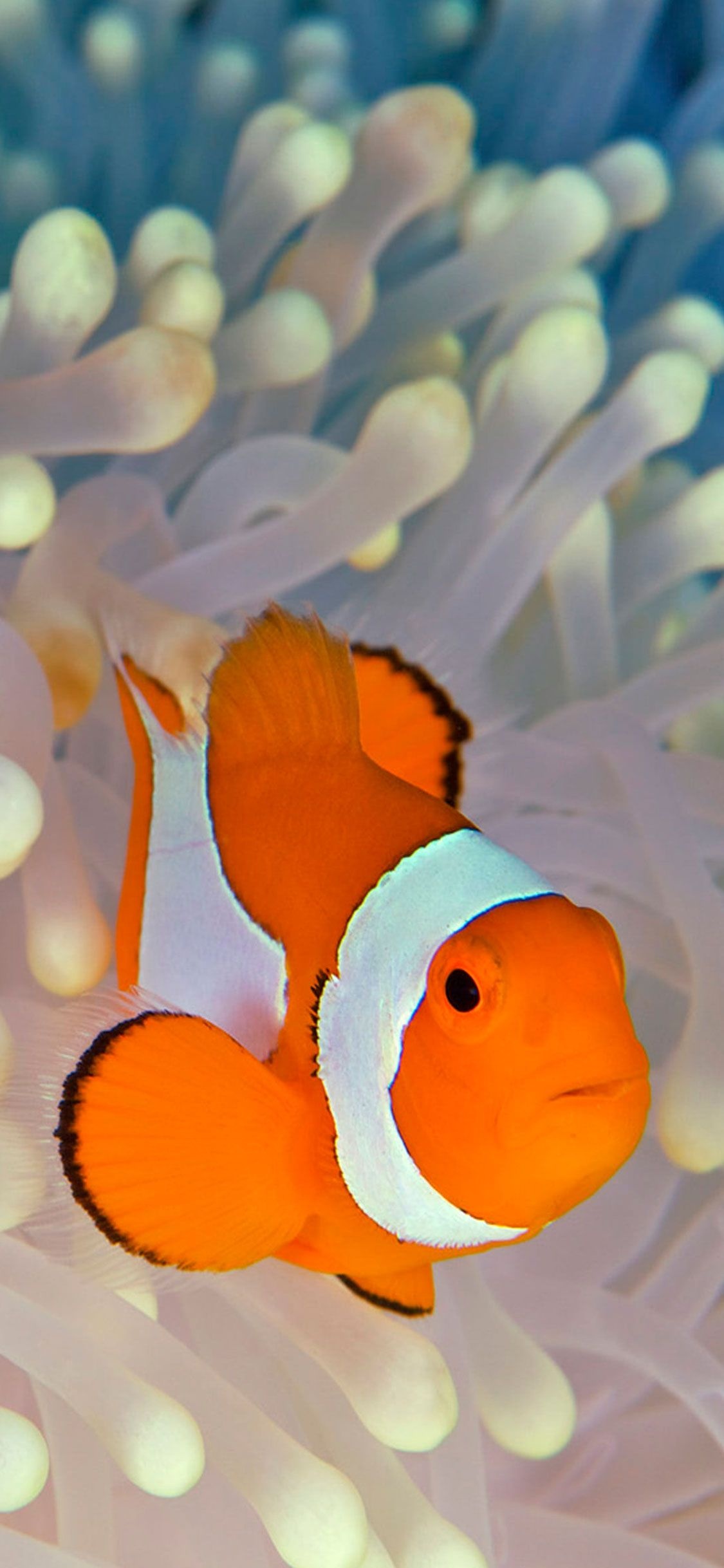Clownfish, iPhone, MyWallpapers, Site, 1130x2440 HD Handy