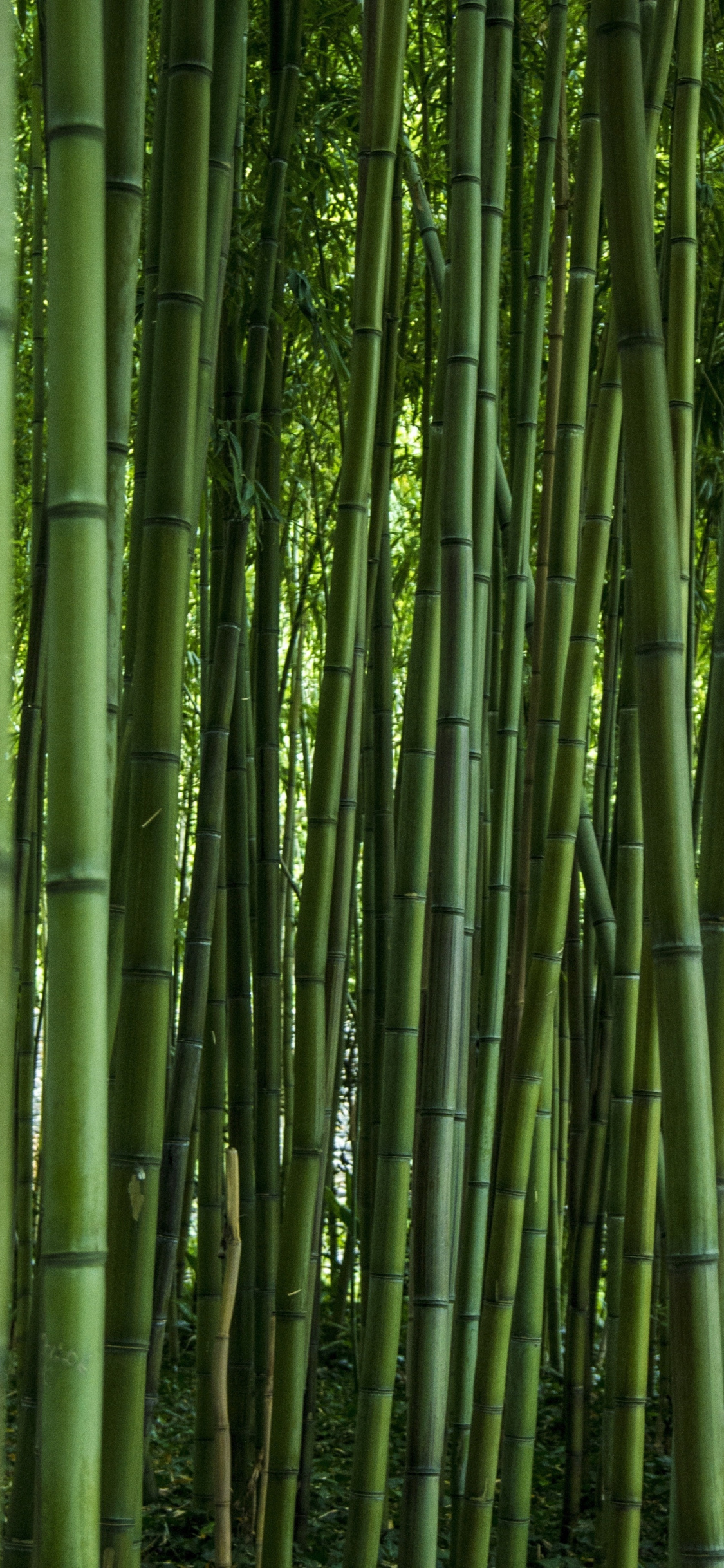 Bamboo: Green forest, Trees, One of the fastest-growing plants in the world. 1130x2440 HD Background.