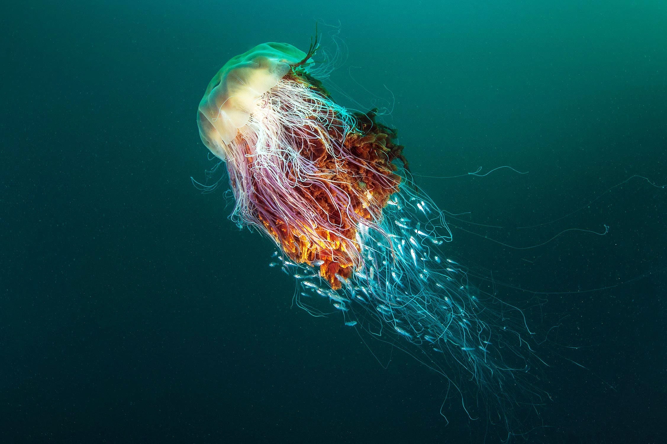 Largest jellyfish, Astonishing size, Giant marine animals, Record-breaking creatures, 2260x1500 HD Desktop