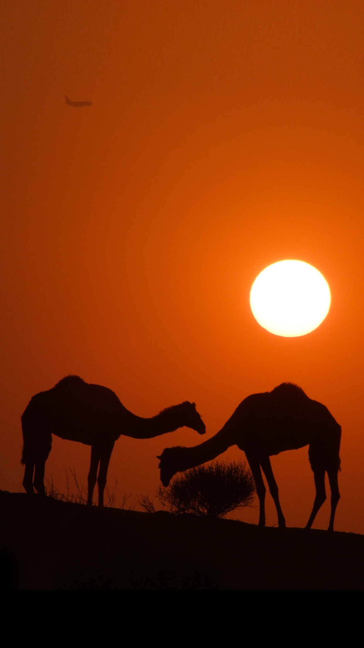 Sunset charm, iPhone wallpaper, Camel silhouette, Free download, 1250x2210 HD Handy