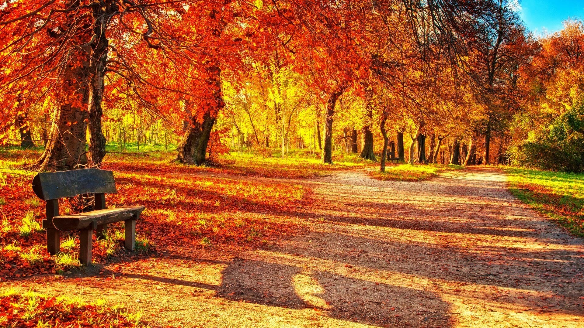 Autumn: Fall foliage, A catabolic process of foliage senescence. 1920x1080 Full HD Background.