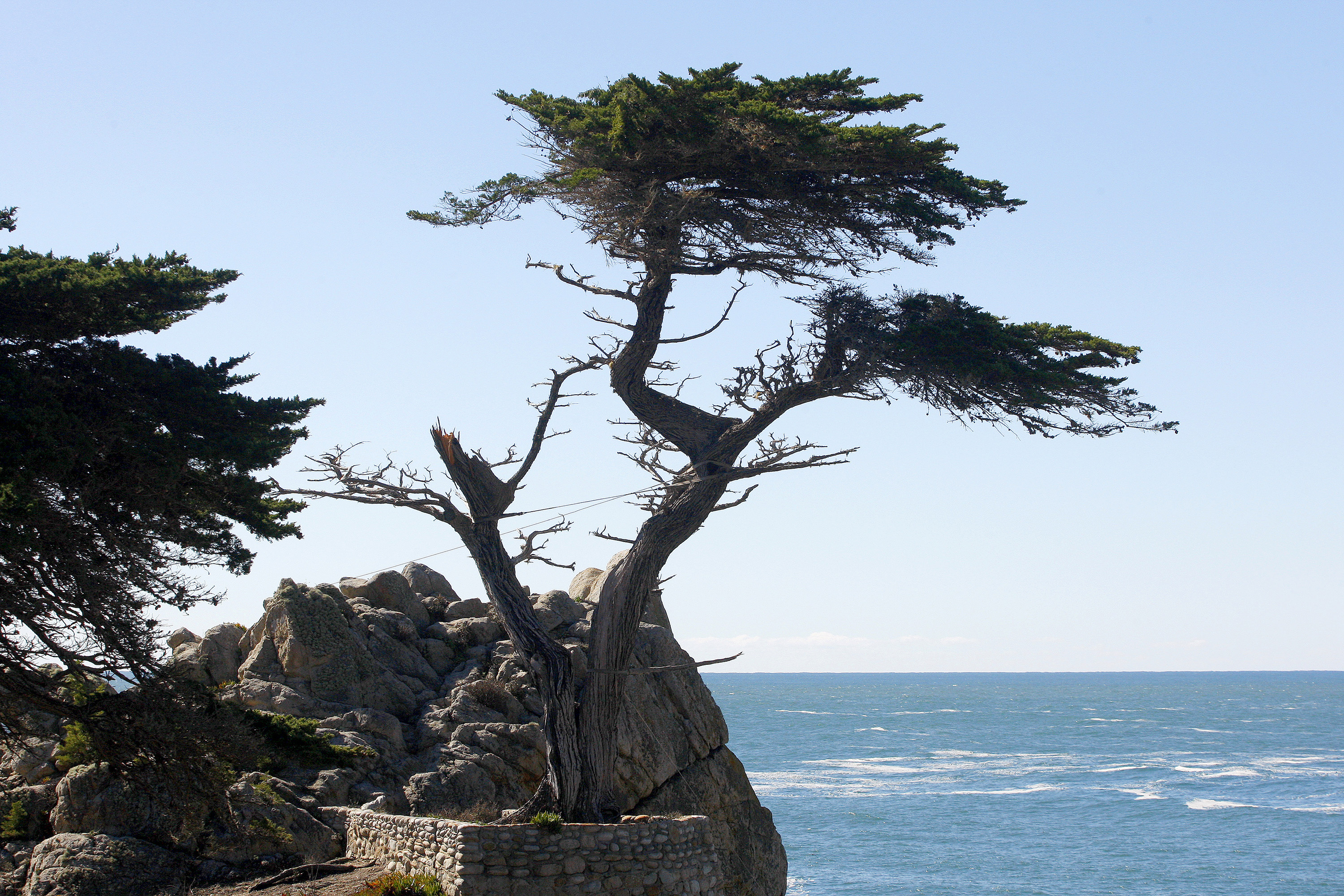 Cypress Tree, Lone cypress, Pebble Beach, Storm damage, 3000x2000 HD Desktop
