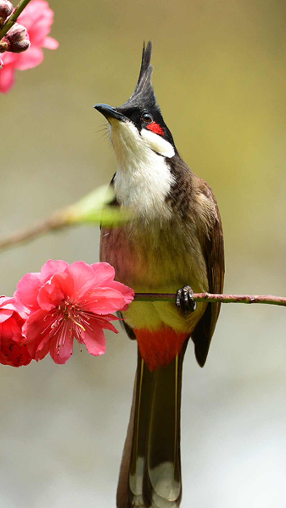 Bird: Red-whiskered bulbul, A resident frugivore found mainly in tropical Asia. 1080x1920 Full HD Background.