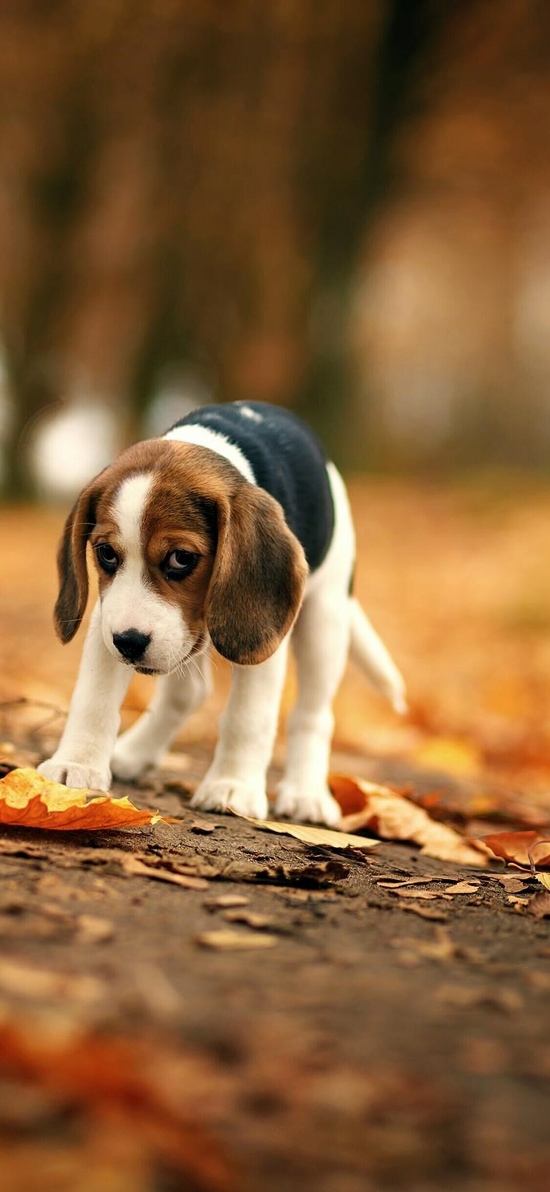 Beagle: The breed has one of the best developed senses of smell of any dog. 1130x2440 HD Wallpaper.