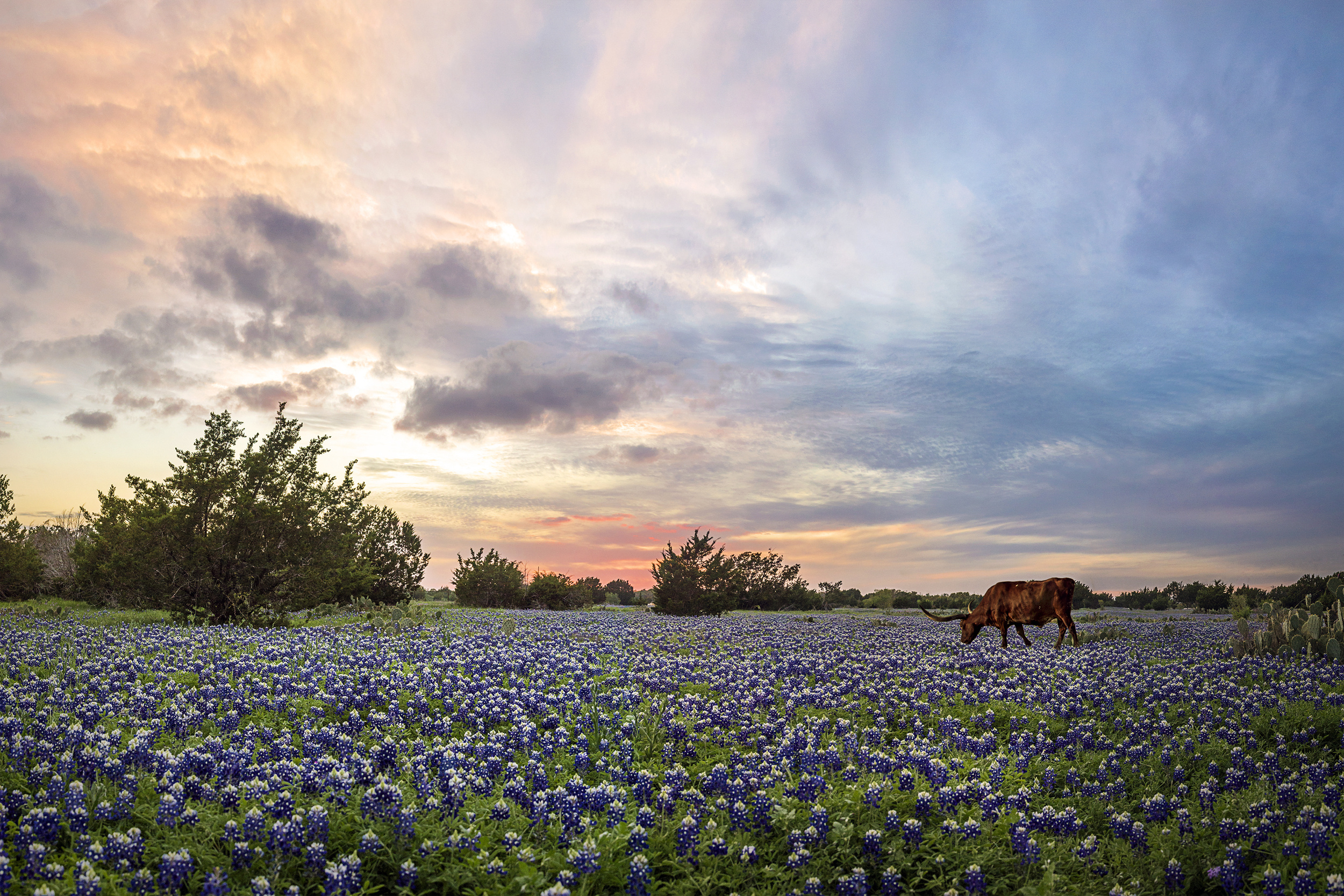 Captivating bluebonnet fields, Wildflower photography, Texas countryside, Jason Weingart, 2500x1670 HD Desktop