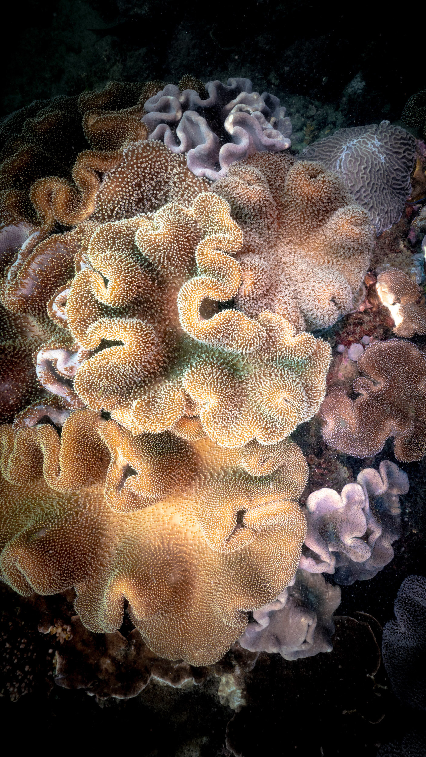 Mudjimba island, Beautiful coral wallpapers, 1410x2500 HD Handy
