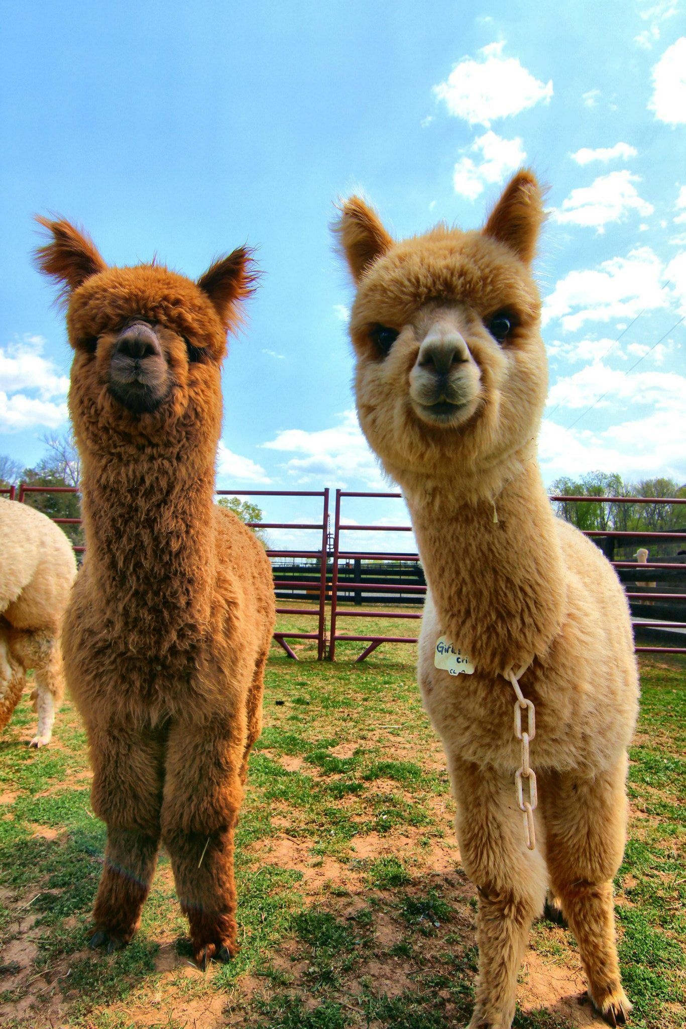 Adorable alpaca family, Baby animals at their cutest, My family's alpaca love, Beautiful creatures, 1370x2050 HD Phone