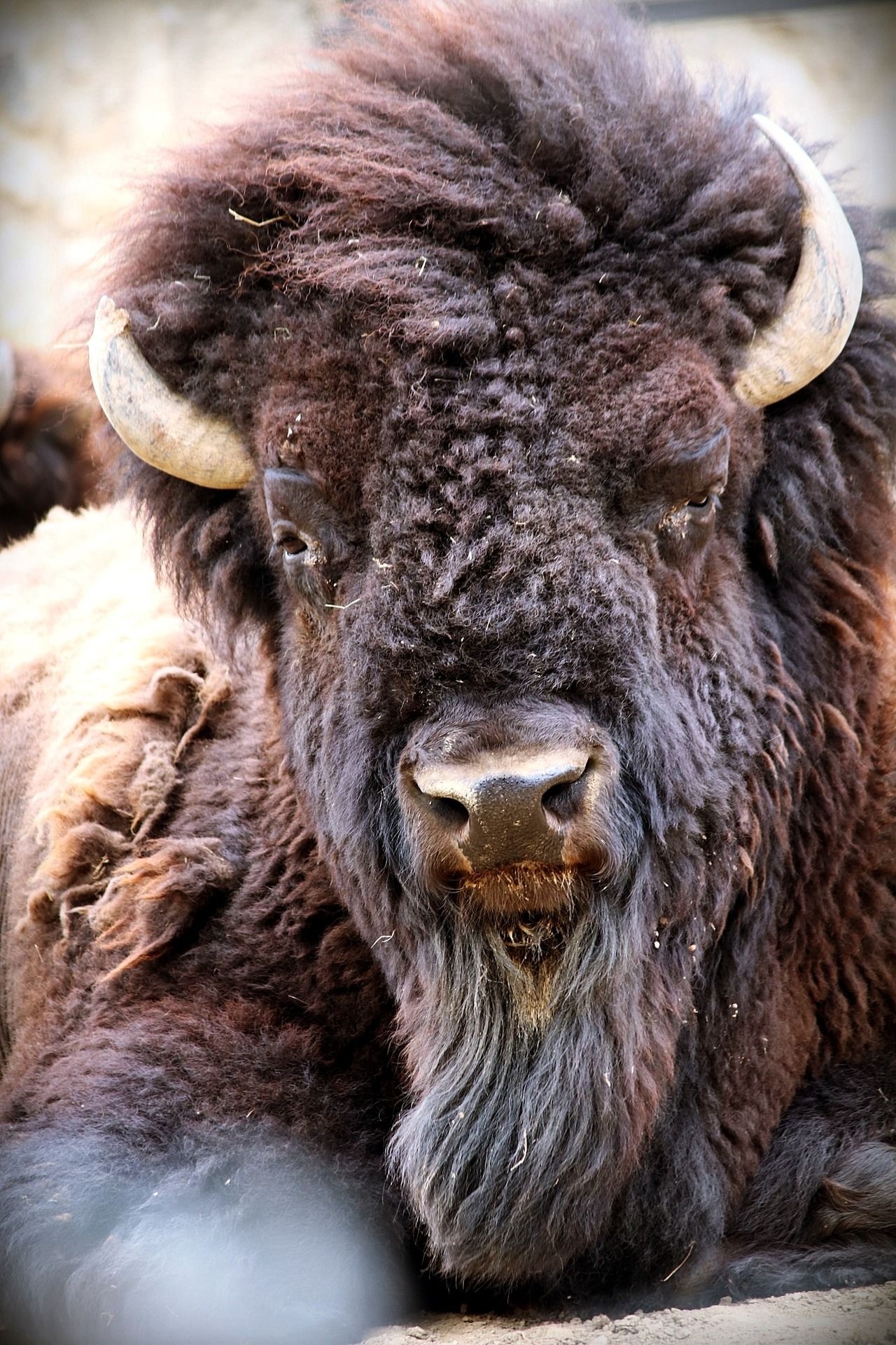 Majestic buffalo presence, Bison beauty, Mighty wilderness, Animal grace, 1280x1920 HD Handy