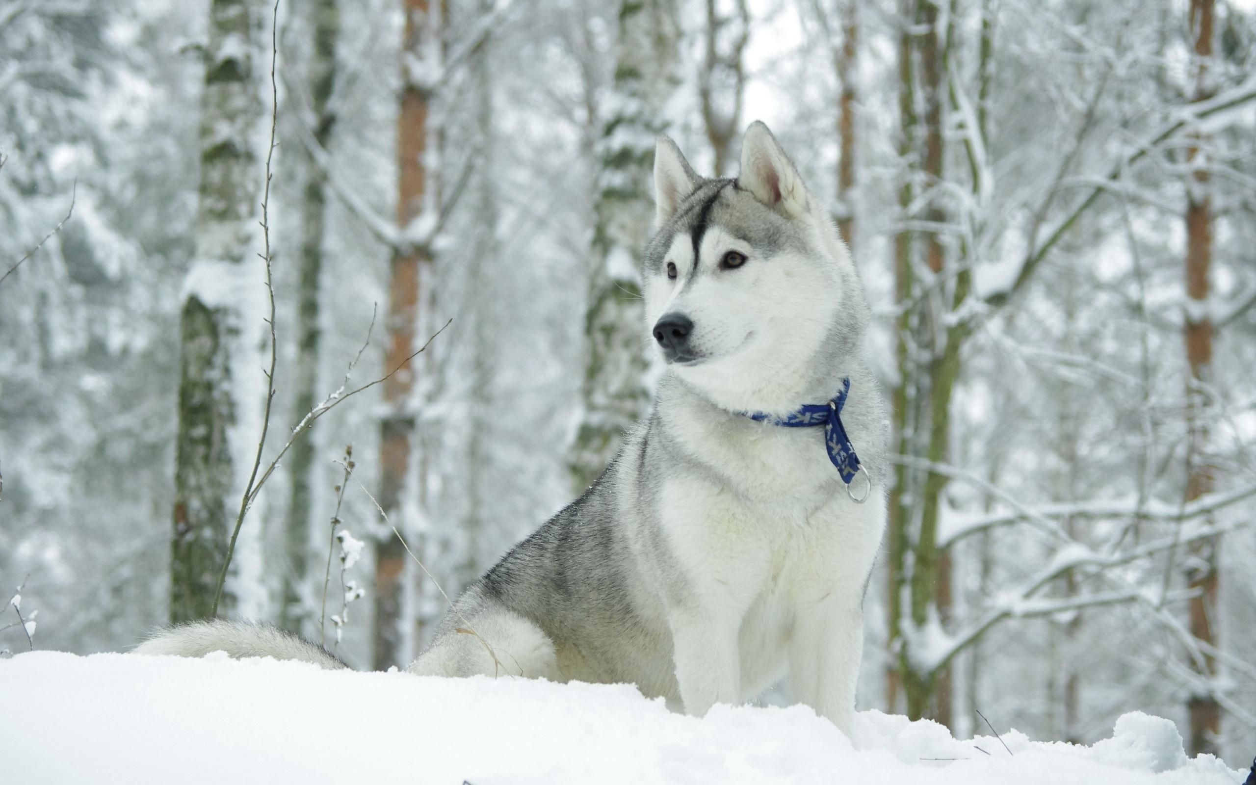 Perfect camo, White husky in snow, Serene beauty, High resolution, 2560x1600 HD Desktop