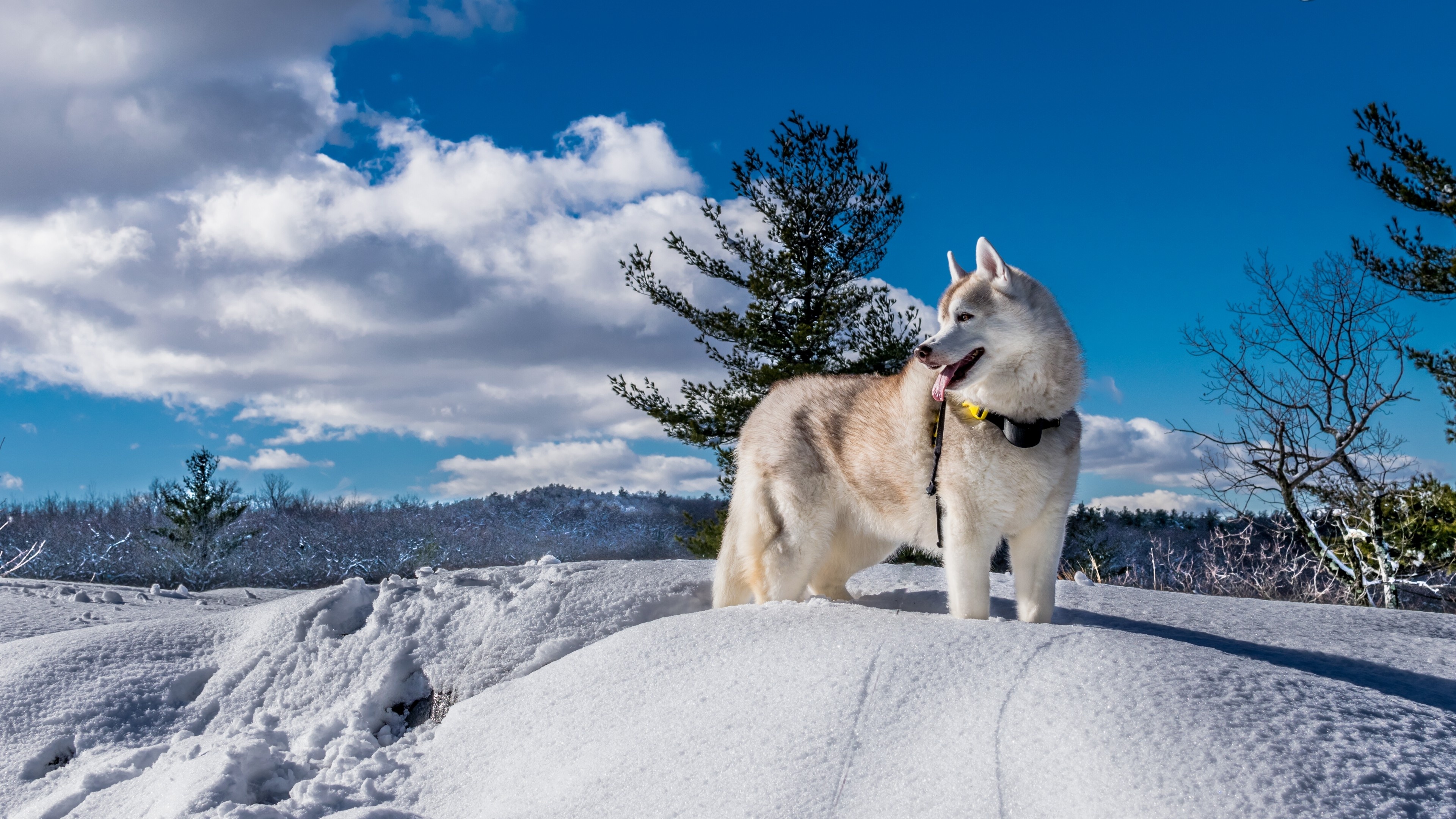 Snowy landscape, Husky Wallpaper, 3840x2160 4K Desktop