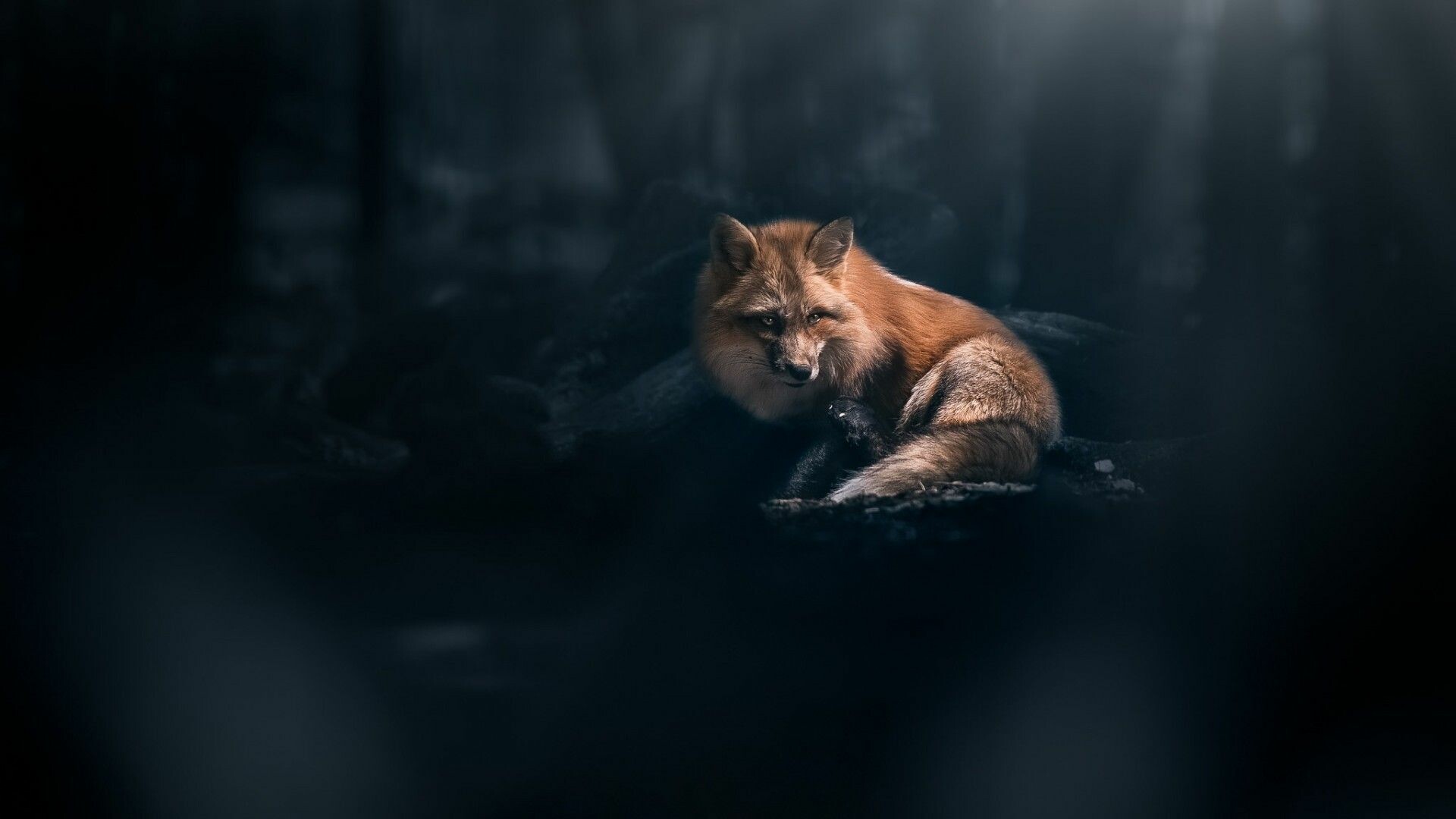 Fox: An animal with a bushy tail and dog-like features, Lives throughout the Northern Hemisphere. 1920x1080 Full HD Background.