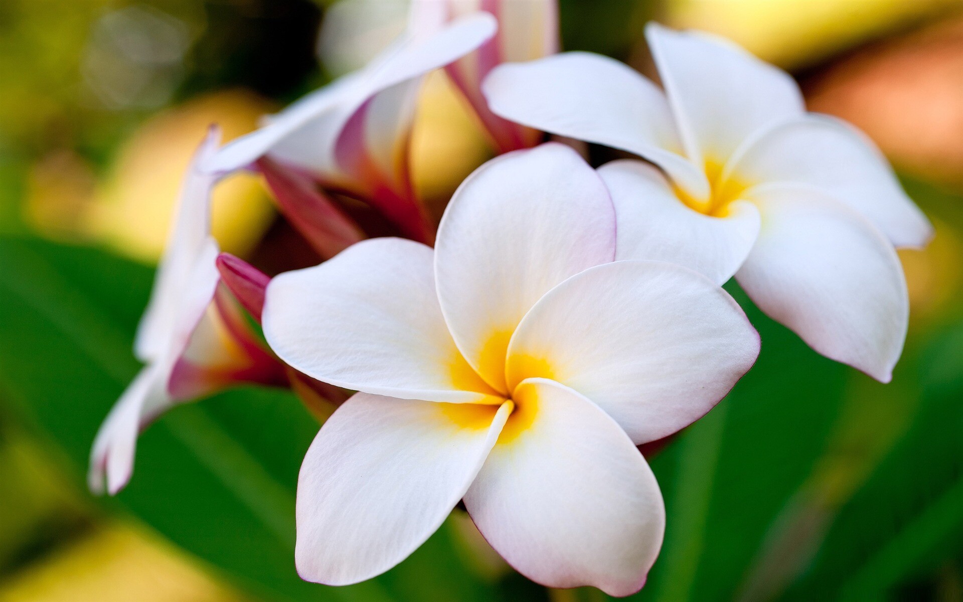 Frangipani Flower: Large and aromatic, flowers can be white, cream, yellow, pink, lilac, or red. 1920x1200 HD Background.