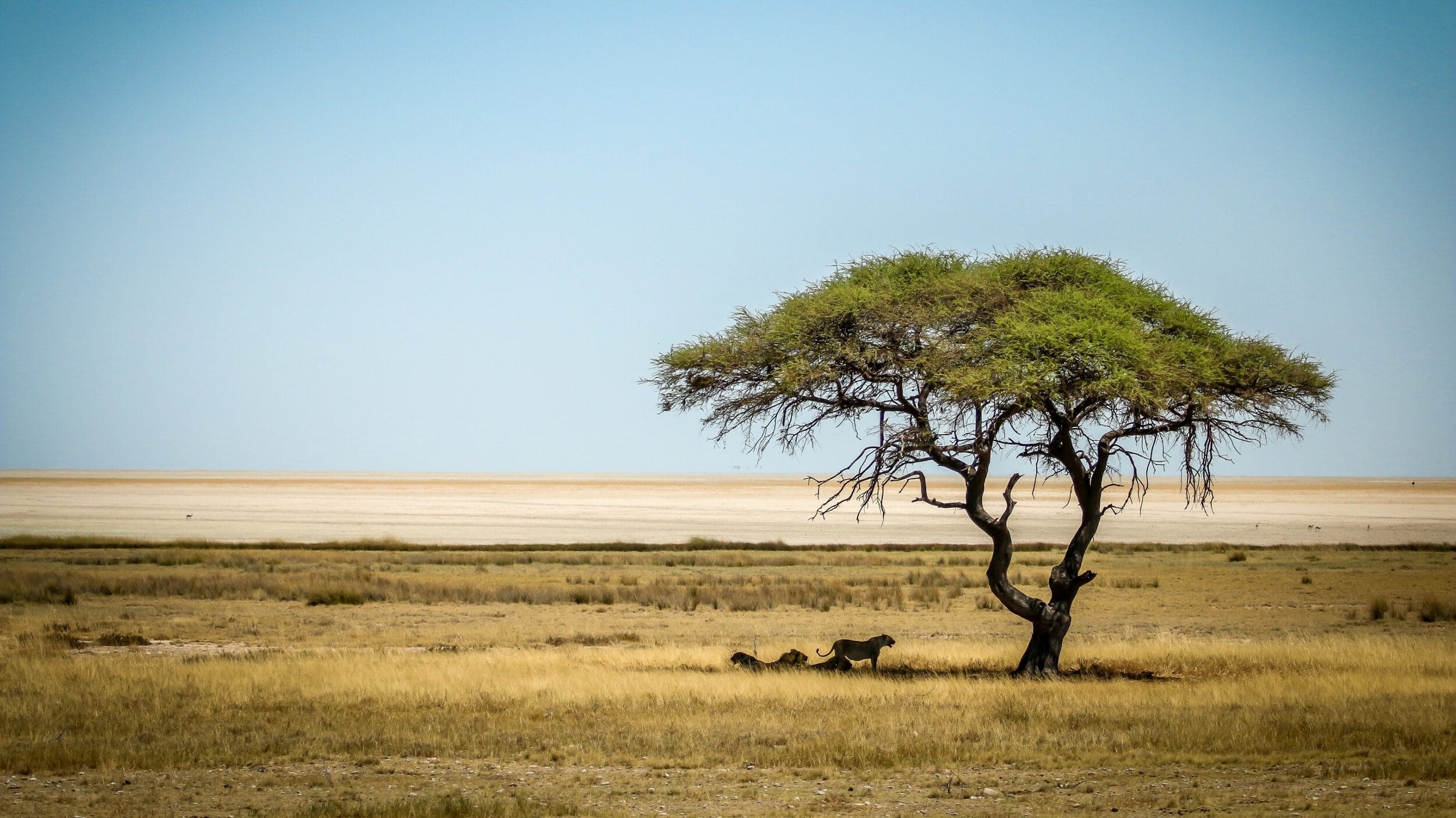 Etosha National Park, Namibia, Scintilla, Wilderness, 2500x1410 HD Desktop