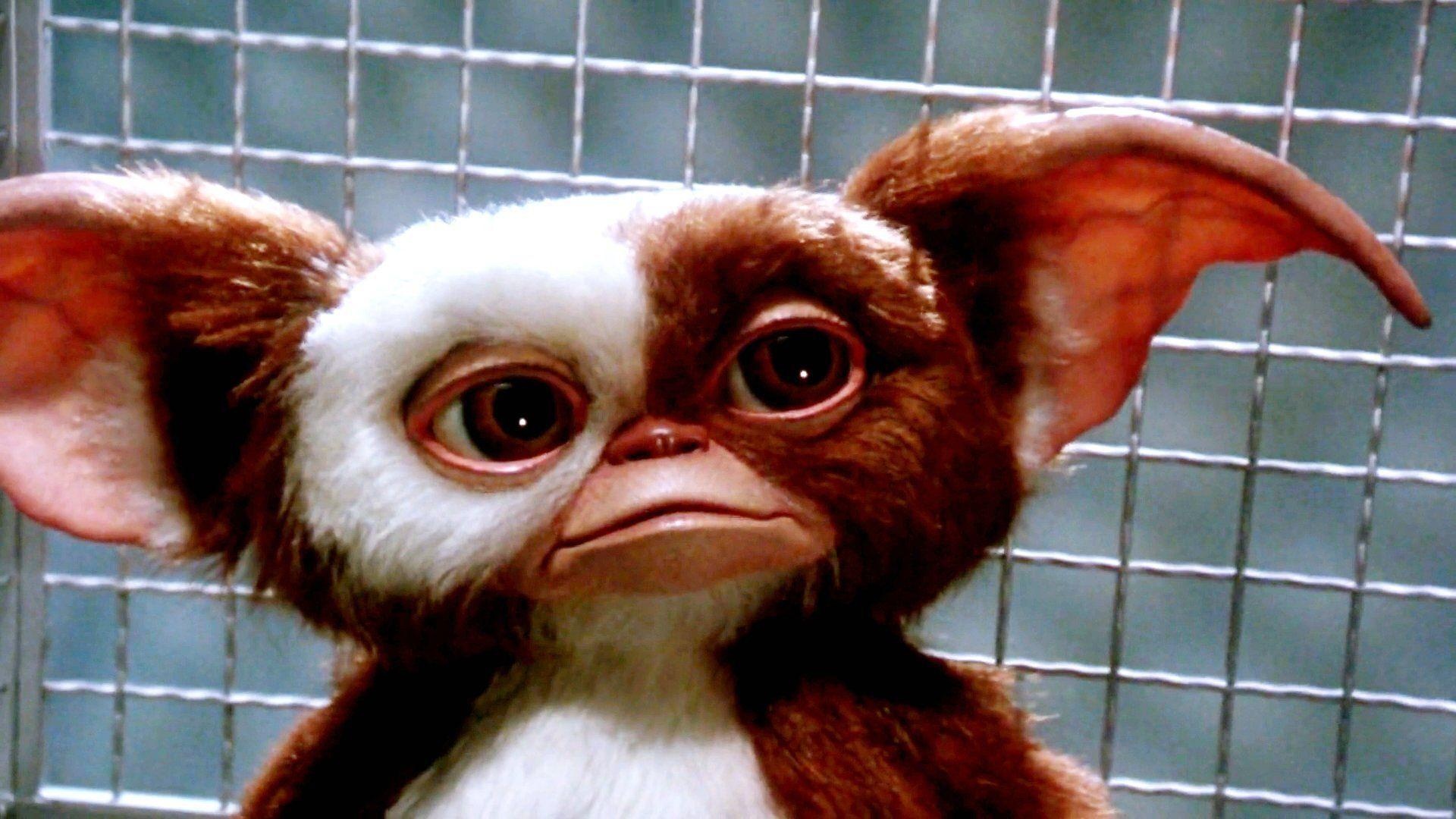 Gremlin Gizmo: A film starring Zach Galligan, Phoebe Cates, Hoyt Axton, Polly Holliday and Frances Lee McCain. 1920x1080 Full HD Wallpaper.