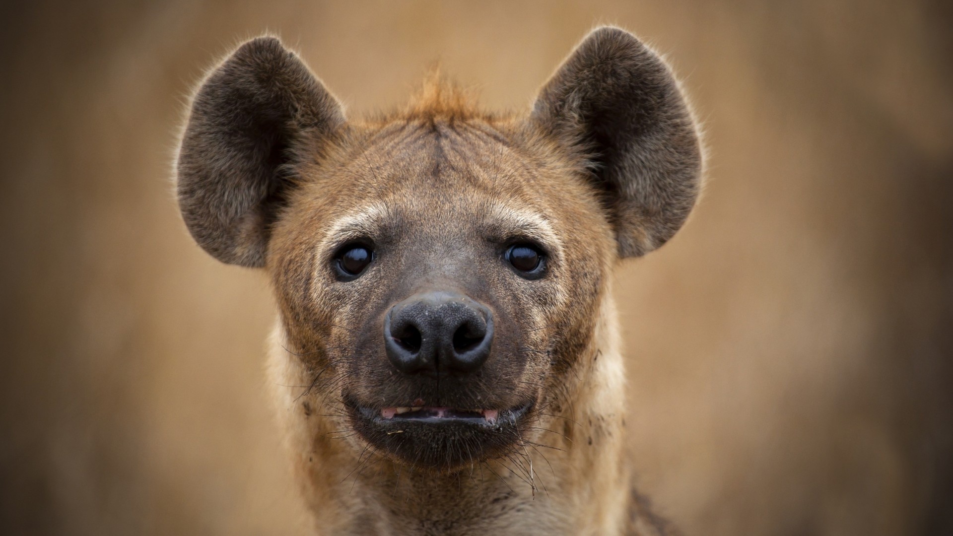 Hyena, Majestic wildlife, Captivating beauty, Stunning photography, 1920x1080 Full HD Desktop