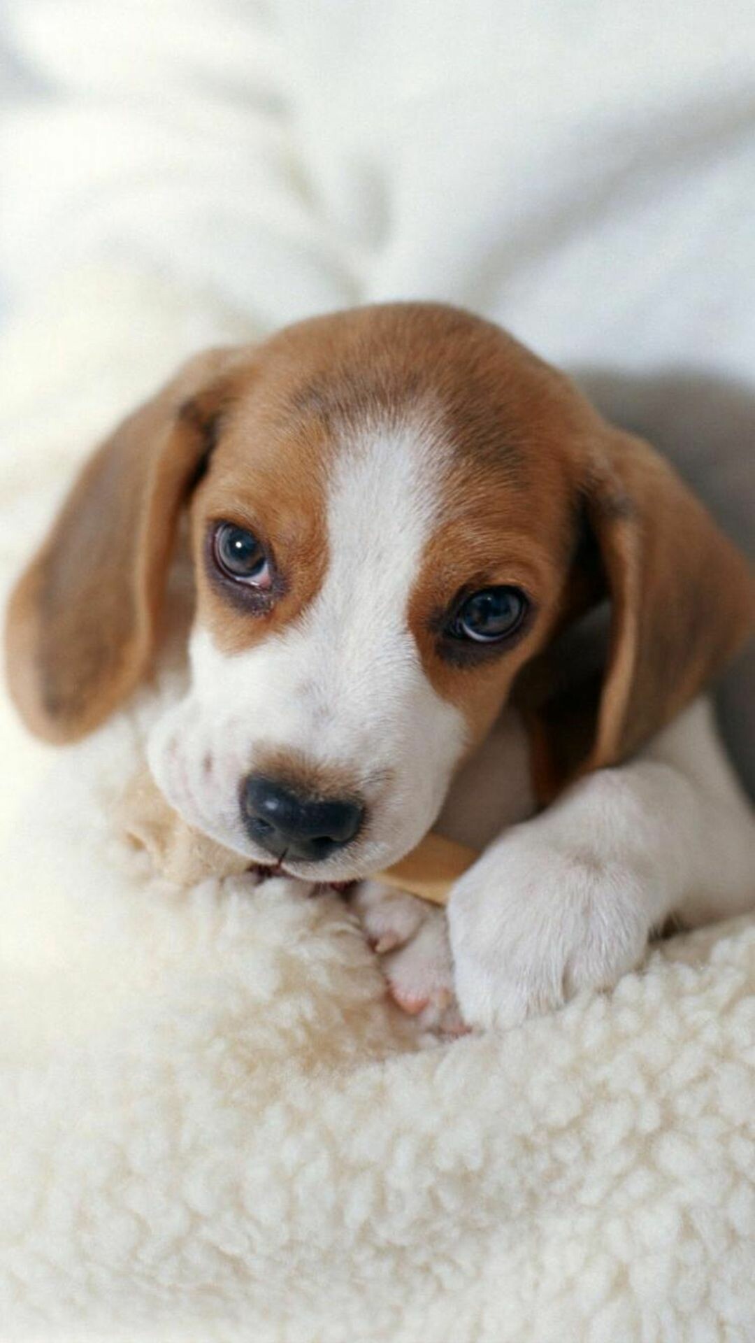 Beagle: Puppies, The breed has one of the best developed senses of smell of any dog. 1080x1920 Full HD Background.