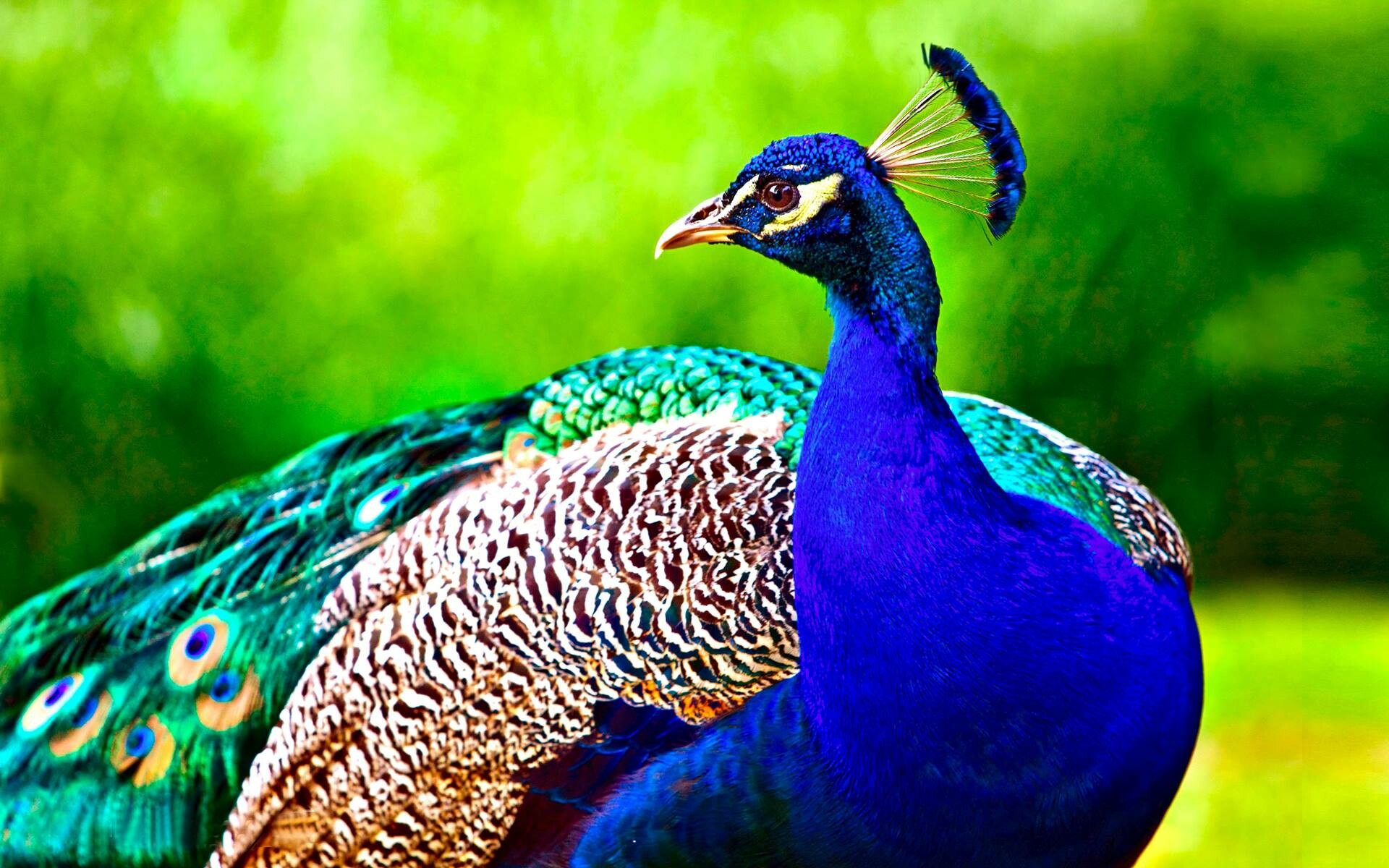 Peacock: The bird is brightly colored, with a predominantly blue fan-like crest of spatula-tipped wire-like feathers. 1920x1200 HD Background.