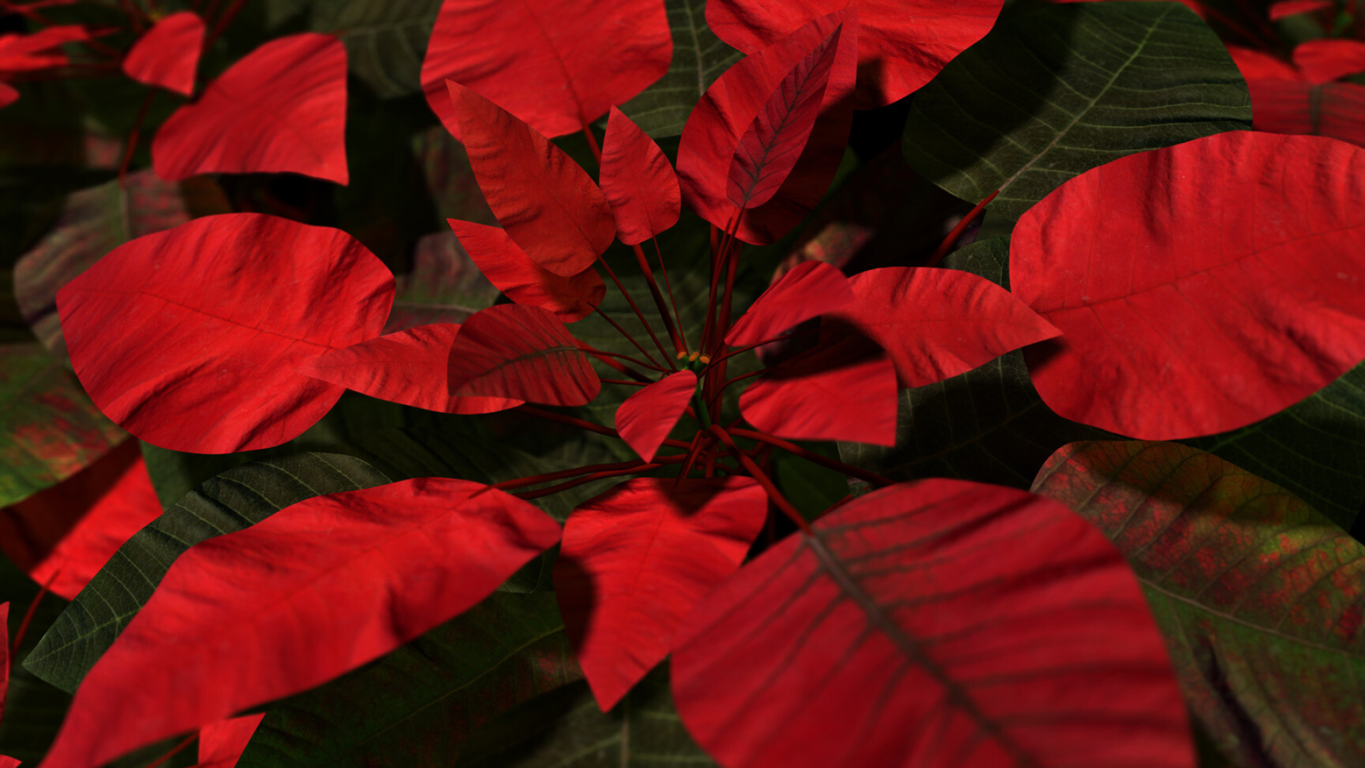 Poinsettia: It is most often grown as an annual plant for a winter holiday display. 1920x1080 Full HD Background.