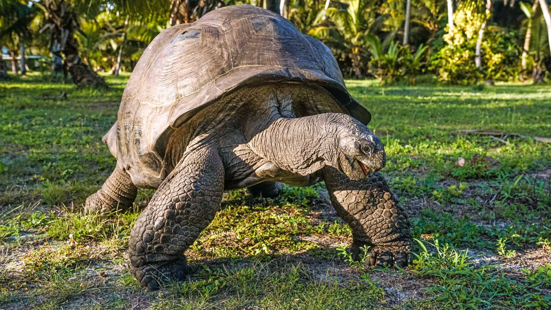 Giant tortoises, Alphonse Island sanctuary, Blue Safari oasis, Nature's island retreat, 1920x1080 Full HD Desktop