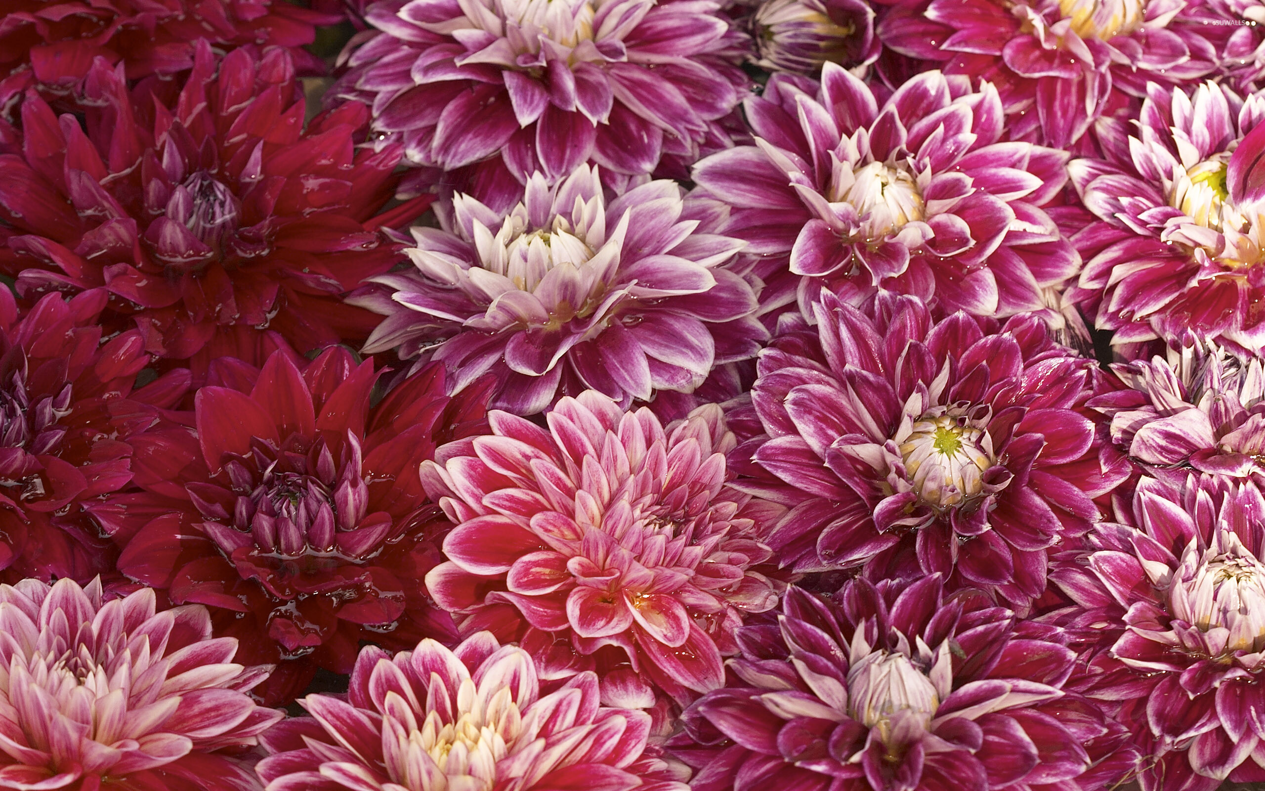 Chrysanthemum: The flower heads occur in various forms and can be daisy-like or decorative, like pompons or buttons. 2560x1600 HD Background.