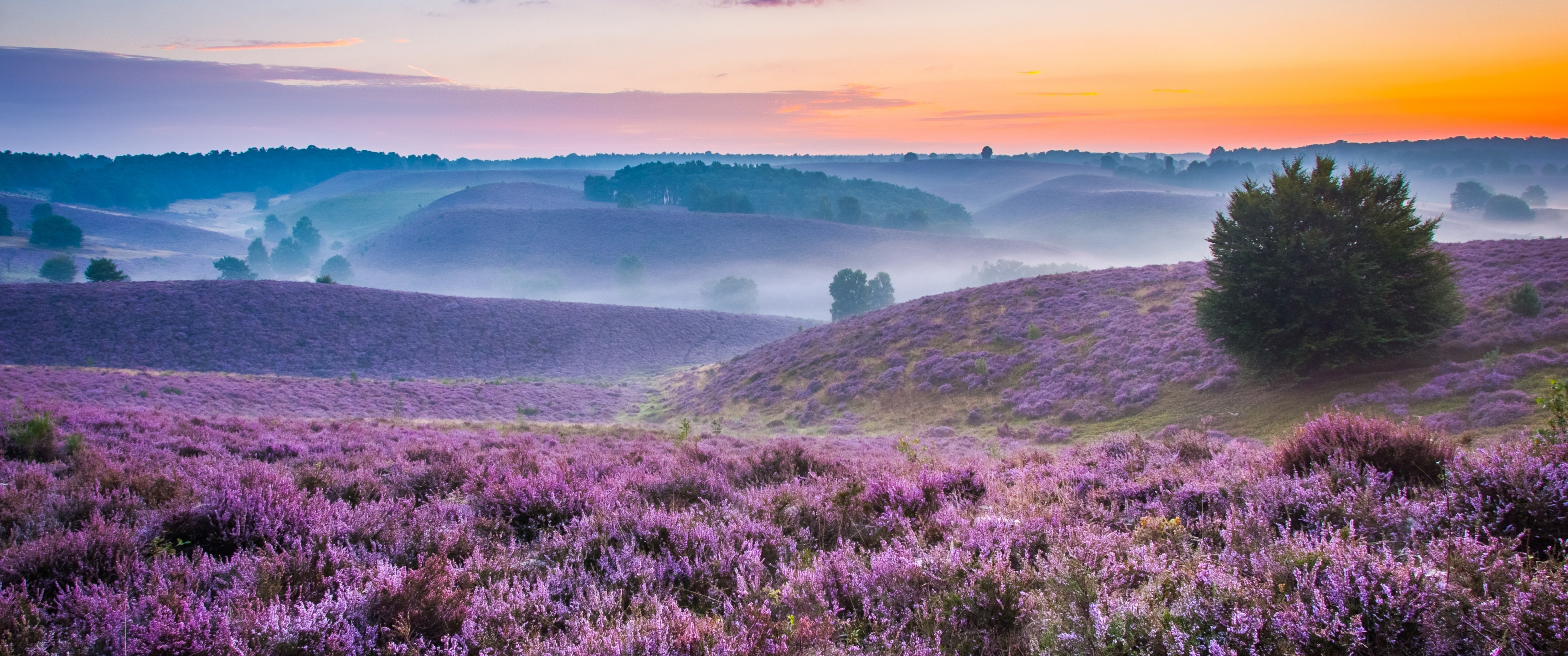 Lavender farm, Purple landscape, Foggy sunset, Orange hues, 3440x1440 Dual Screen Desktop
