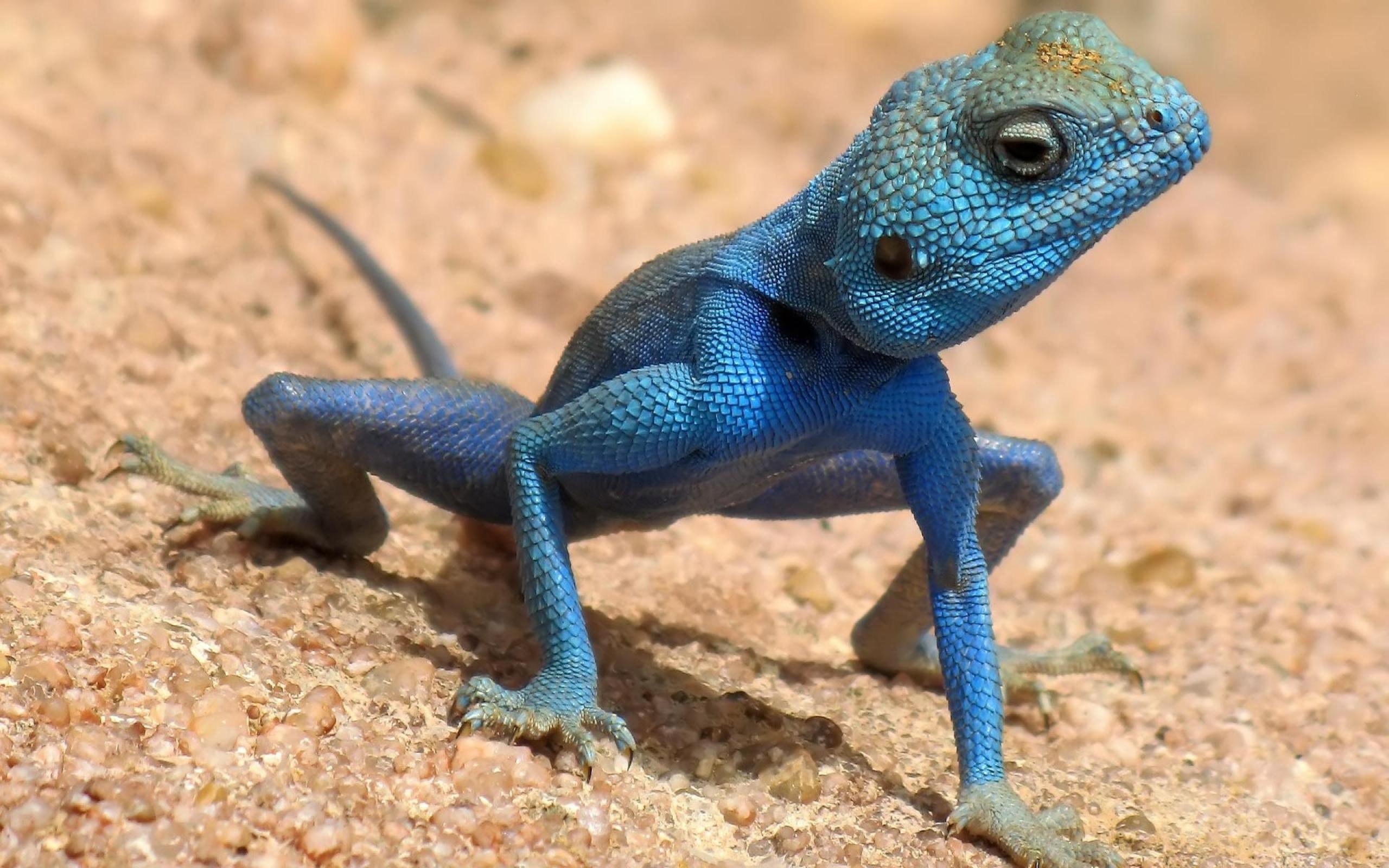 Blue lizard popular backgrounds, 2560x1600 HD Desktop