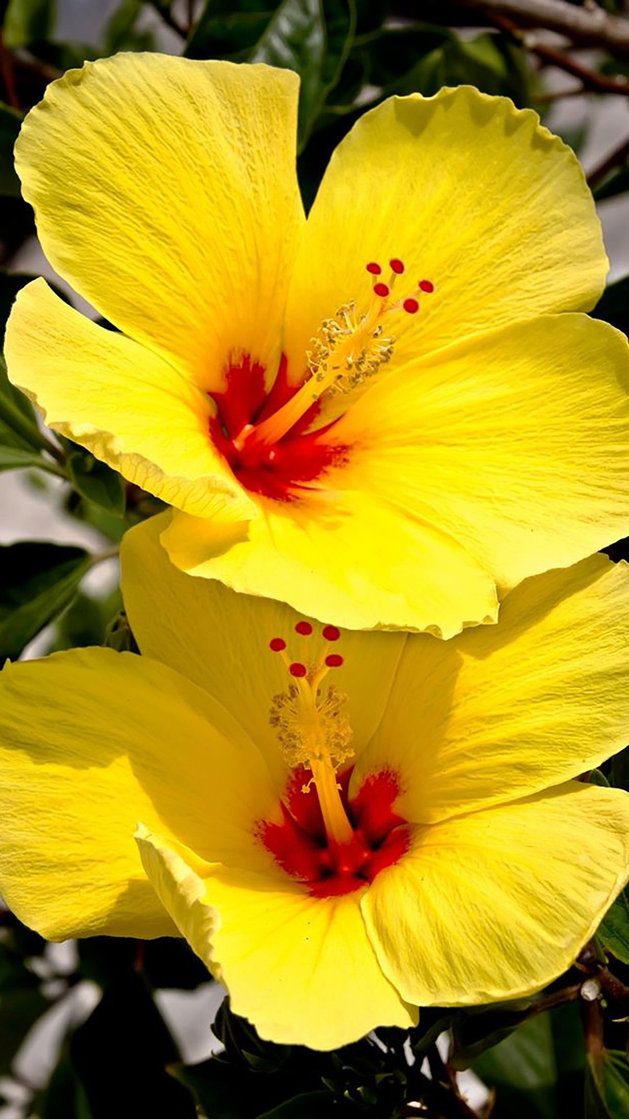 Hibiscus flower on iPhone, 3D wallpaper beauty, Amazing and beautiful, Stunning plant, 1250x2210 HD Handy