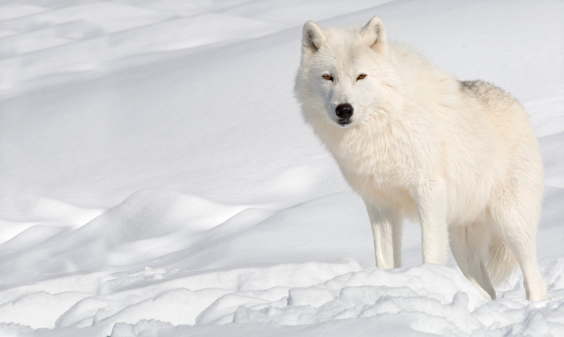 Arctic Wolf, 4K Arctic Wolf wallpapers, Frozen beauty, Arctic wilderness, 1920x1150 HD Desktop