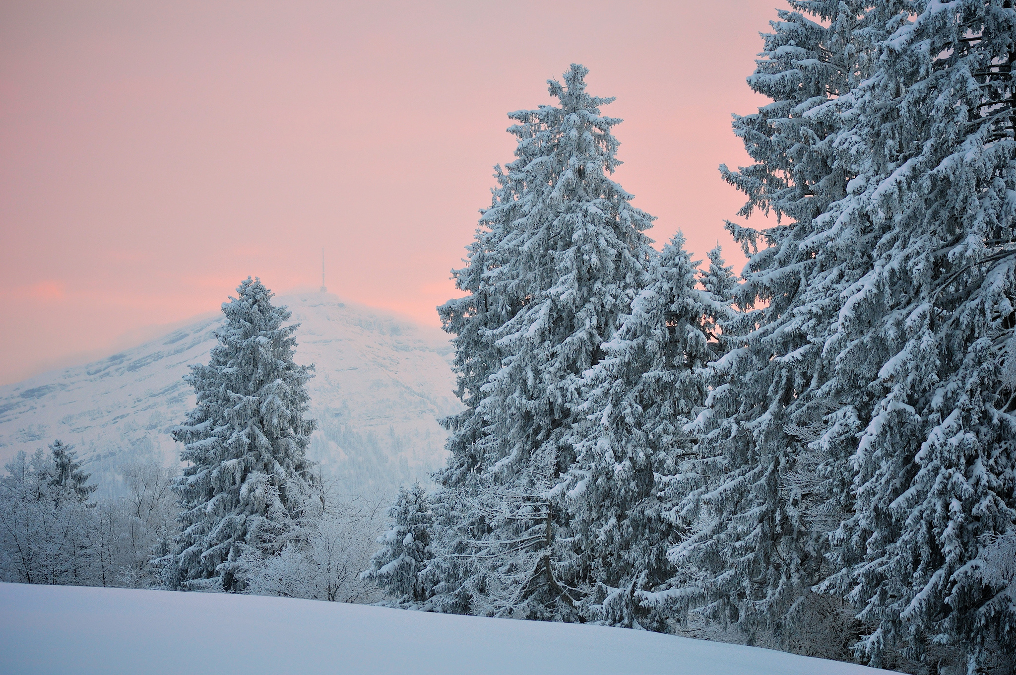 Snow-covered spruce, Winter wonderland, Frosty beauty, Cold season, 2050x1360 HD Desktop