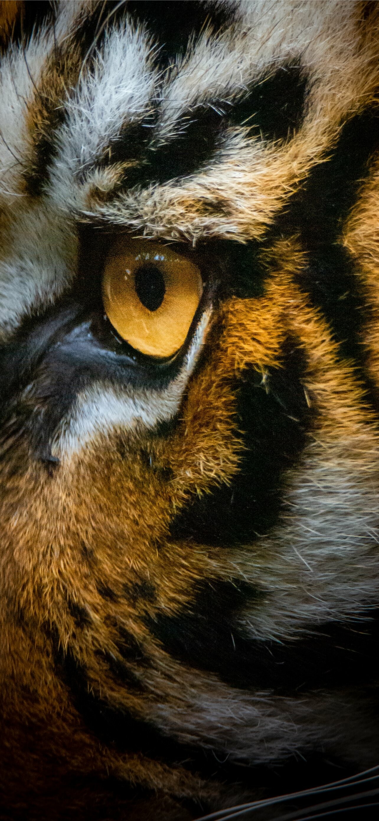 Tiger: Powerful hunters with sharp teeth, strong jaws, and agile bodies. 1290x2780 HD Background.