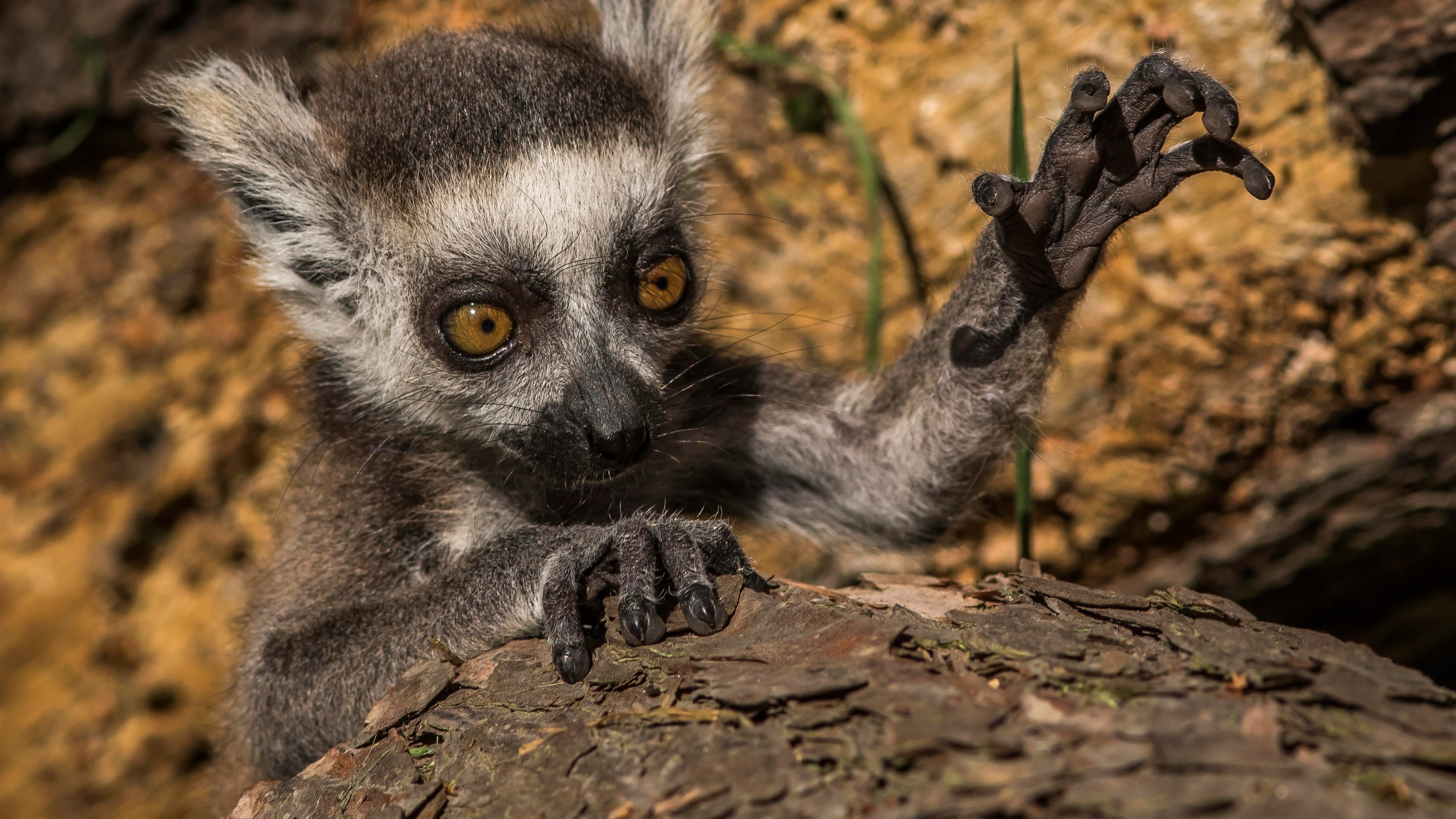 Lemur close-up, Natural wooden background, Detailed view, Rustic charm, 3840x2160 4K Desktop