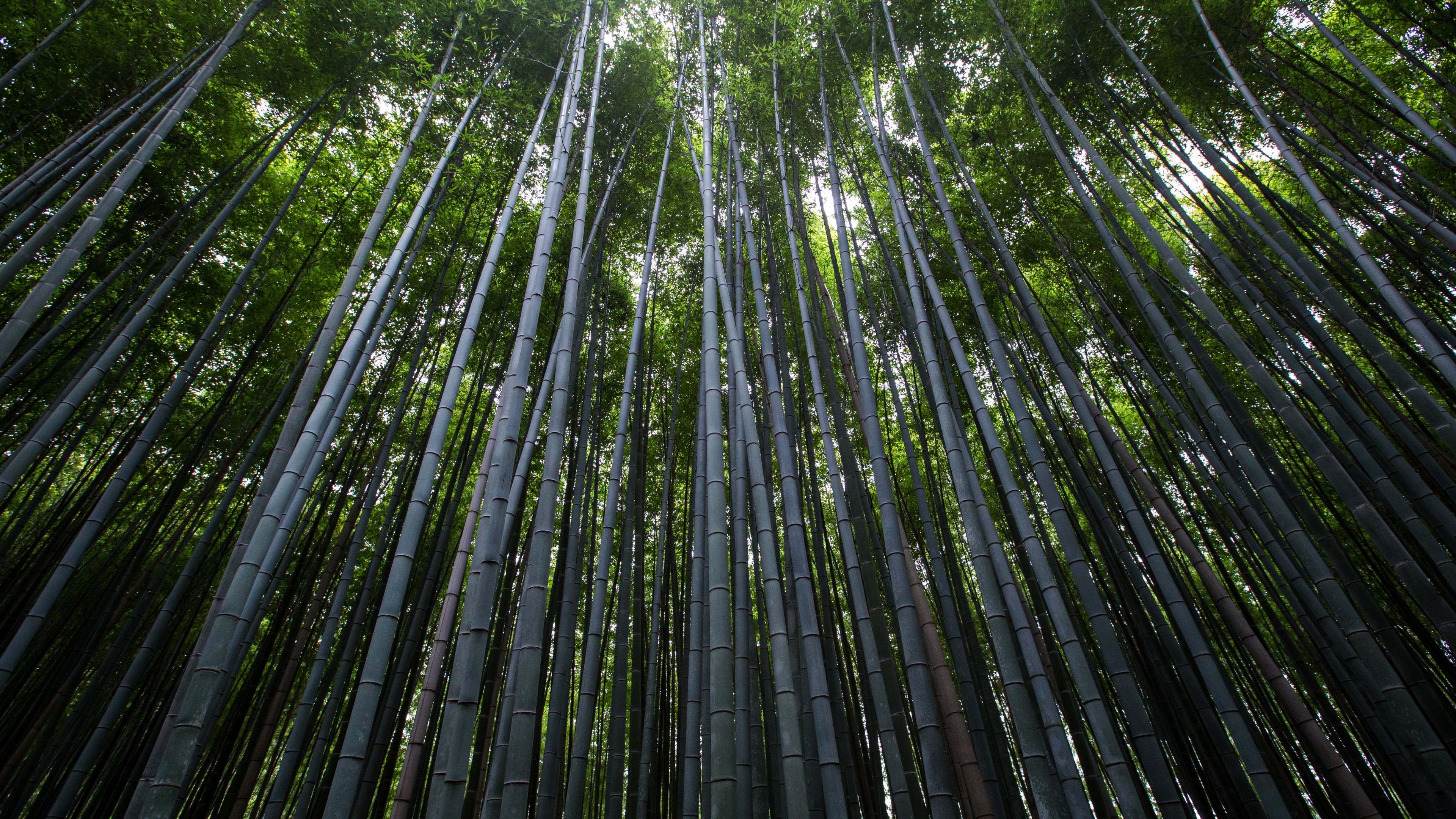 Bamboo: Everreen forest, Trees, Nature, The plant that is particularly common in the humid tropics. 3840x2160 4K Wallpaper.