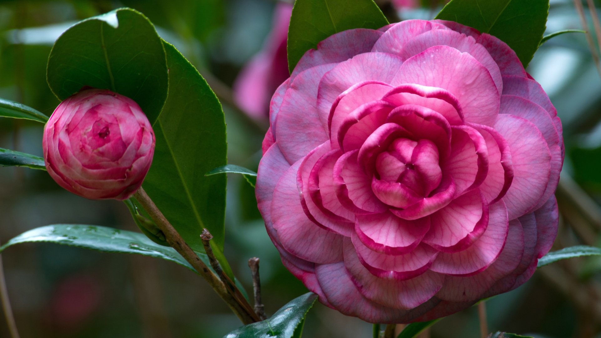 Pink camellia, Beautiful flower, 1920x1080 Full HD Desktop