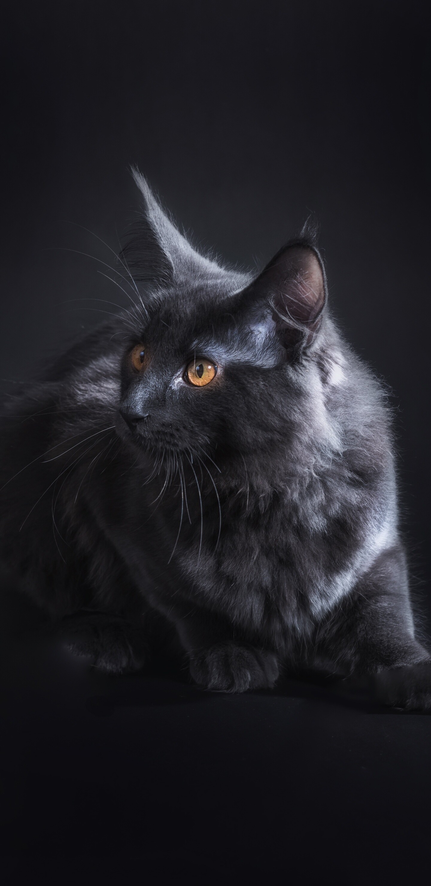 Maine Coon, Cats Wallpaper, 1440x2960 HD Phone