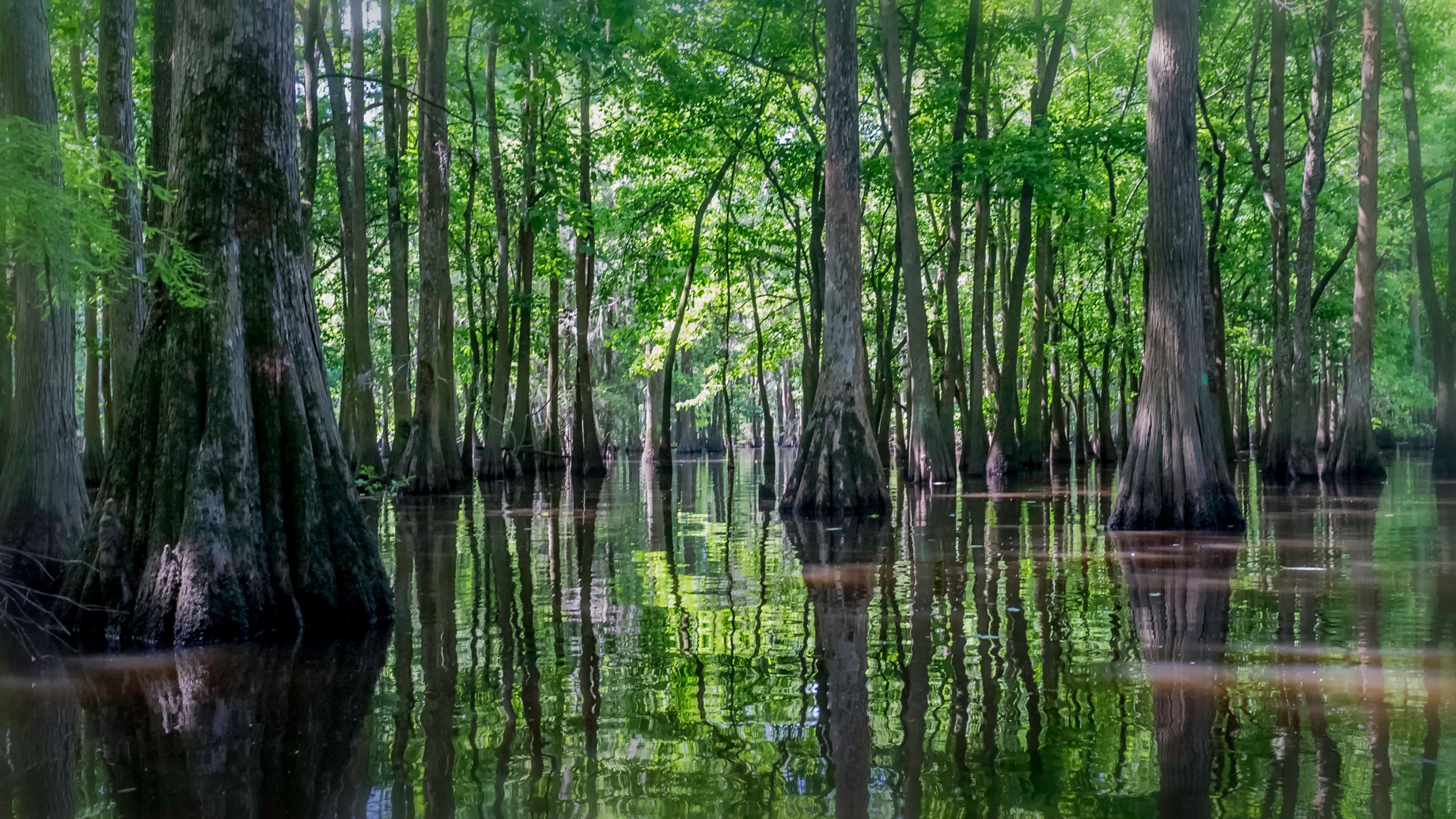 Louisiana travels, Swamp wallpapers, Free backgrounds, 3840x2160 4K Desktop