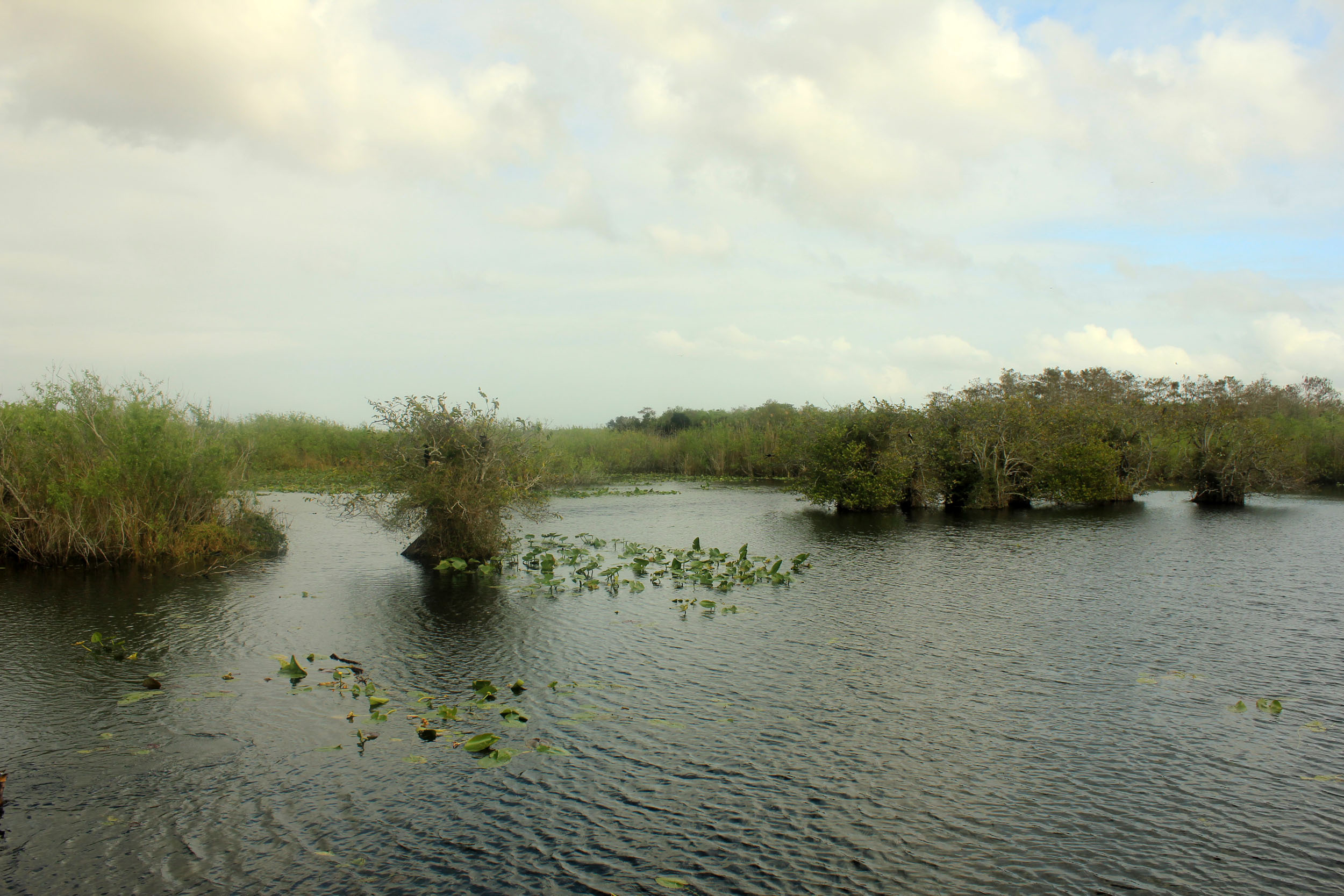 Ruhiger See in den Everglades, 2500x1670 HD Desktop