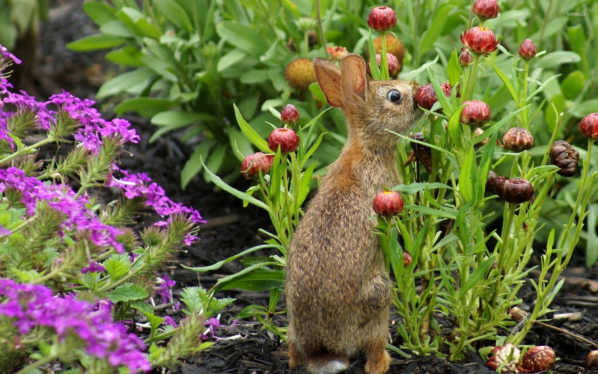 Hare sniffing flower, Animal wallpapers, Nature-inspired images, Beautiful wildlife, 1920x1200 HD Desktop